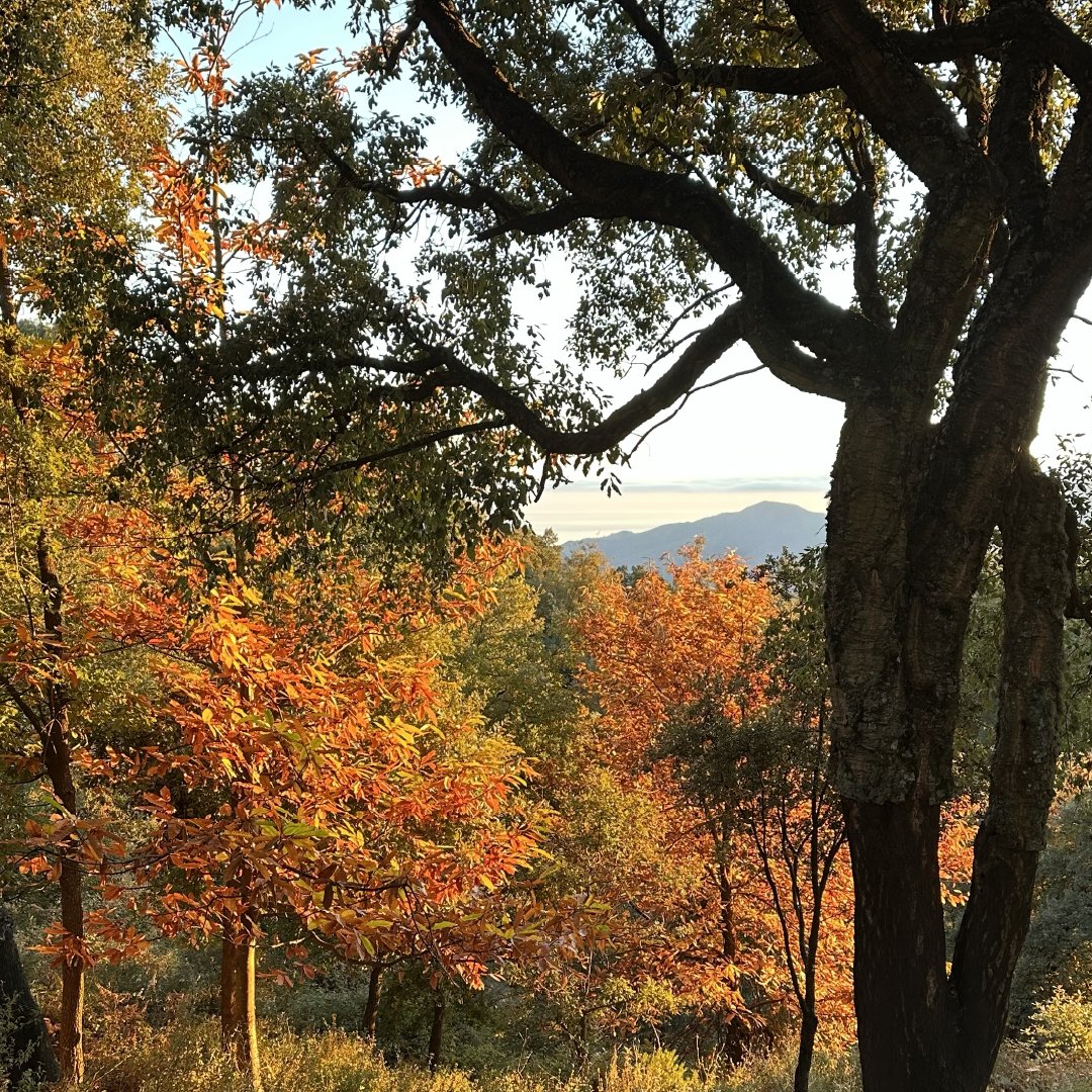 SOSPIA_oktober-31.jpg