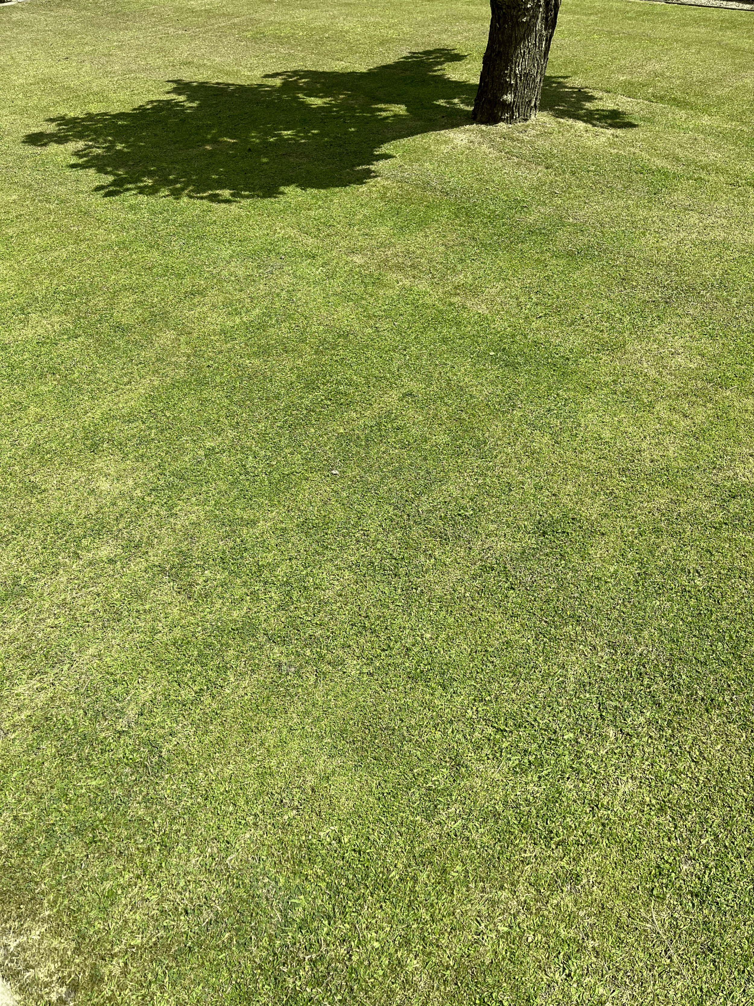 Idea for August 2025: touching grass