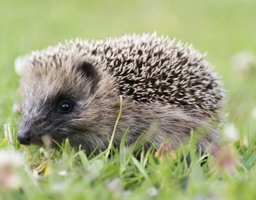 Open Garden for Charity  - 22 August 2026