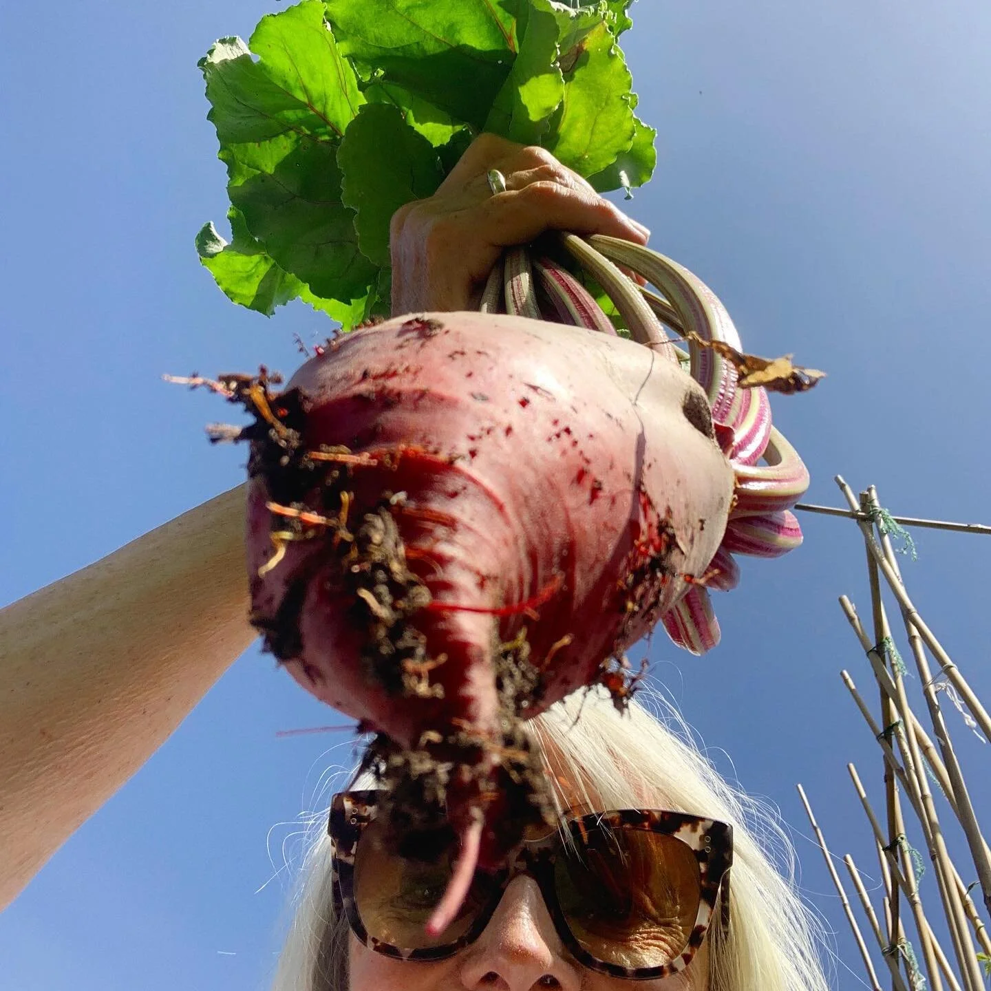Beetroot leaves are the best ever green stuff and they are really hard to buy fresh and ready to eat. I happened on them by chance as we grow beetroot for the root and I then discovered I like the tops even better. They are a cousin to chard and I co