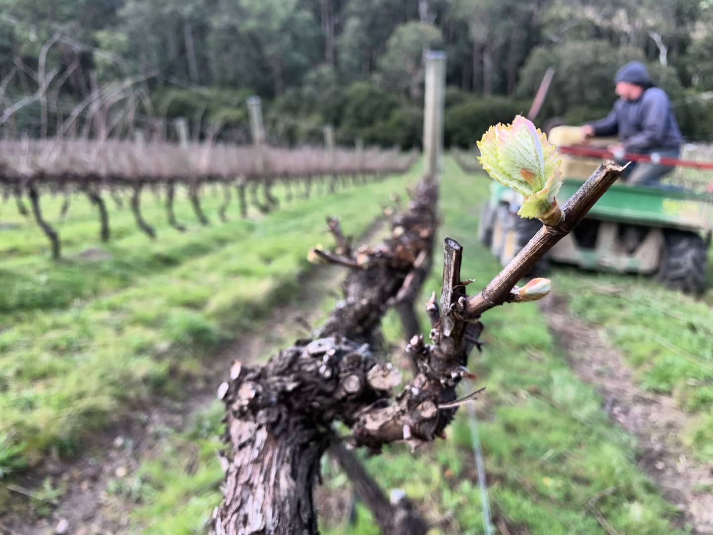 #budburst in the #yarravalley is finally here! 🌿

Bring on the coming months nurturing these delicate shoots as they take on the important task of growing the #pinotnoir for #tilliejwines #vintage2021 🍇

#smallproducer #youngwinemaker #youngviticul