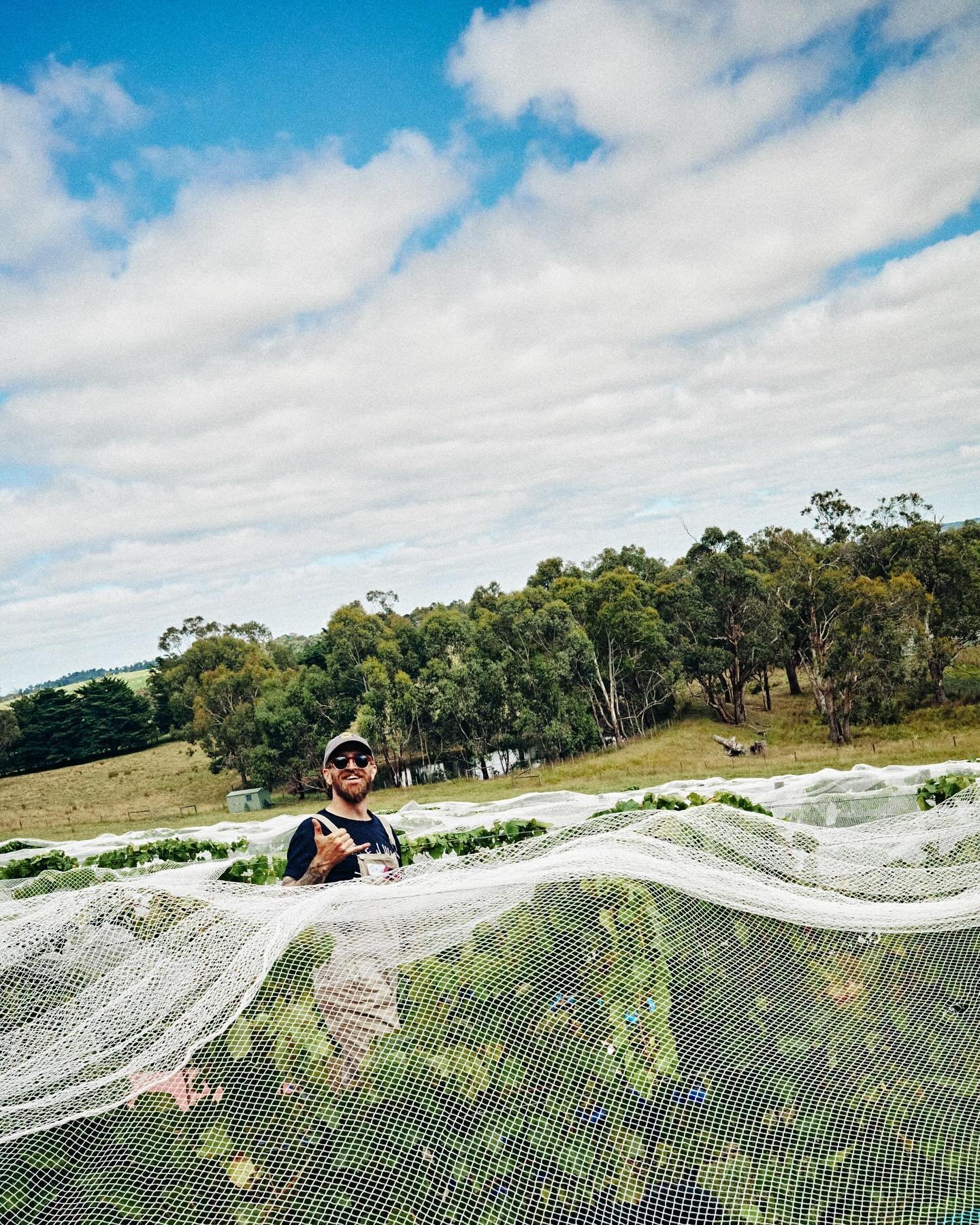 Sailing in a sea of nets below dreamy #summer skies 🌞

#Vintage 2024 is definitely one to fondly reflect upon, with plenty to #smiles while we made some amazing #wines 💙

Happy days 💚🌿

#tilliejwines #yarravalley #yarravalleypinotnoir #yarravalle