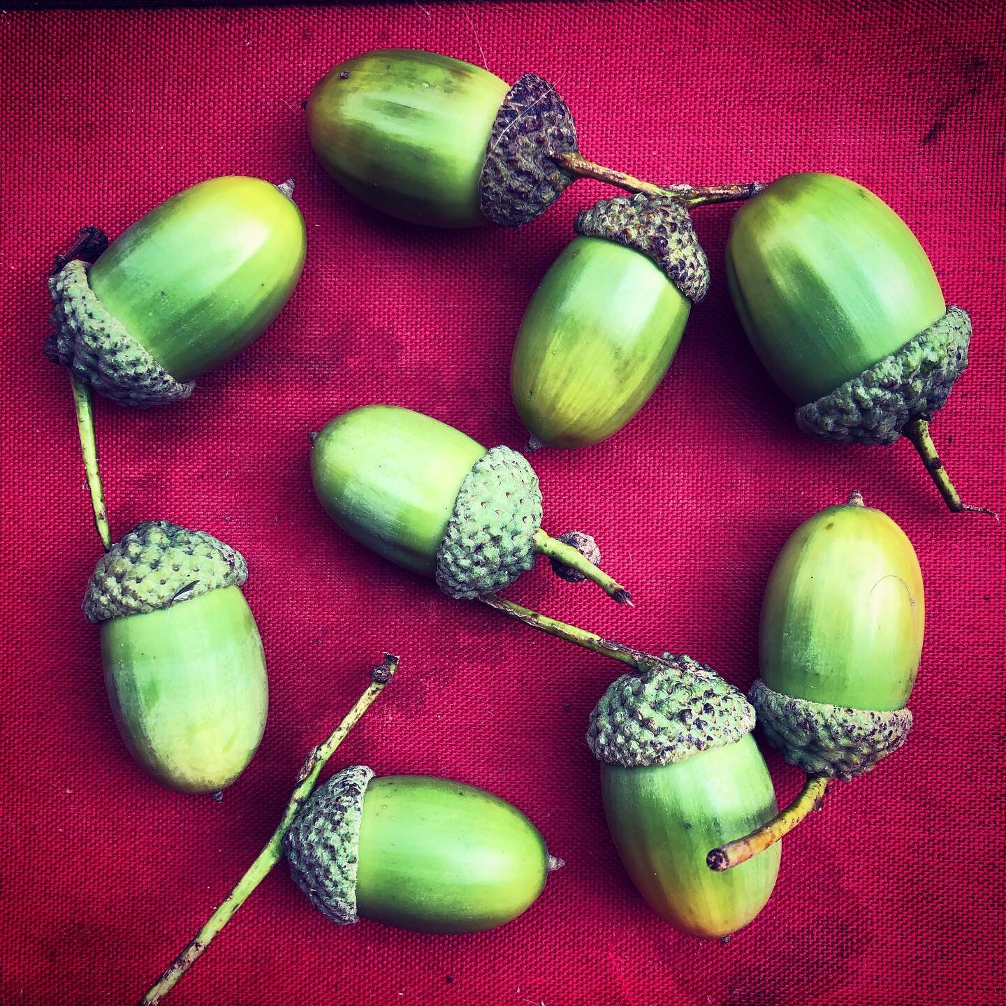 Acorns, from the huge old oak.

I&rsquo;ve felt that this tree was a bit sad, as it had no babies around it. It has been growing in the field for hundreds of years, and they&rsquo;ve probably all been eaten by cows.  I will put the acorns in pots und