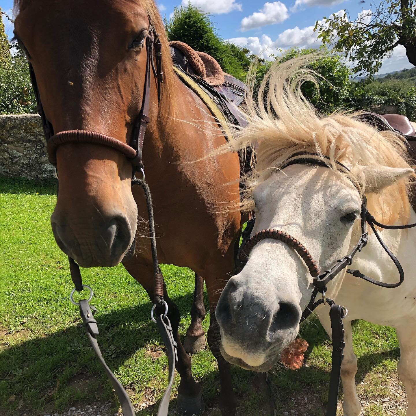 Happy horses: both go out bitless. 

#bitless
#bitlessriding 
#happyhorses