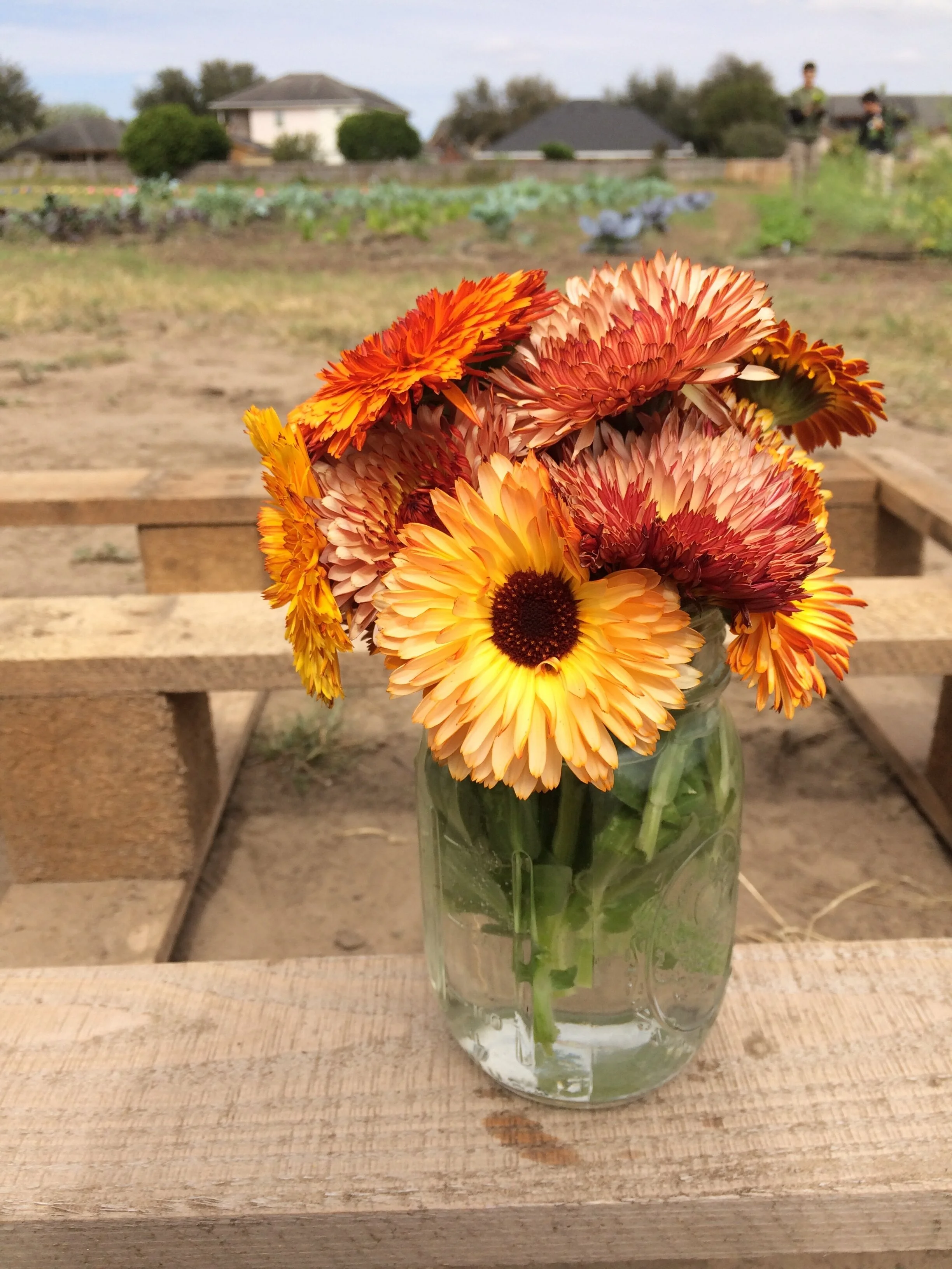 calendulas.JPG