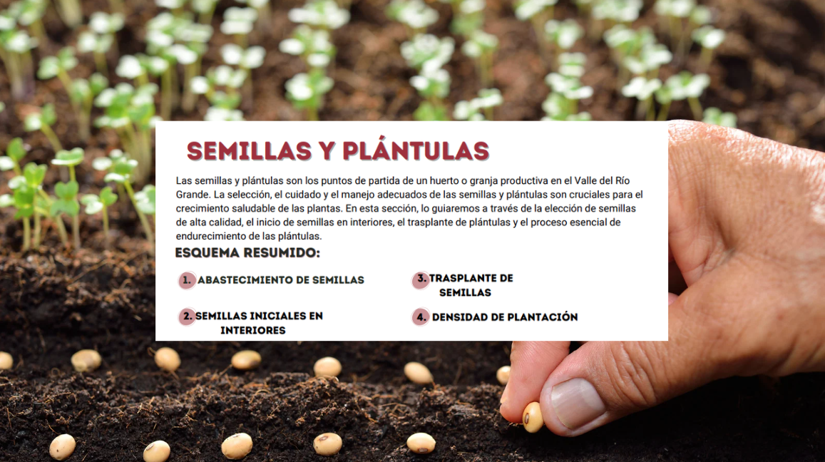 Semillas y plantulas