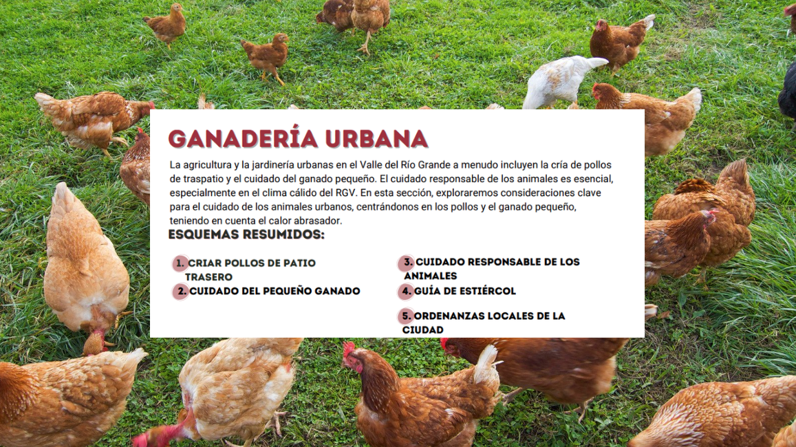 Ganaderia urbana