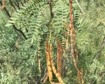 honey mesquite.jpg