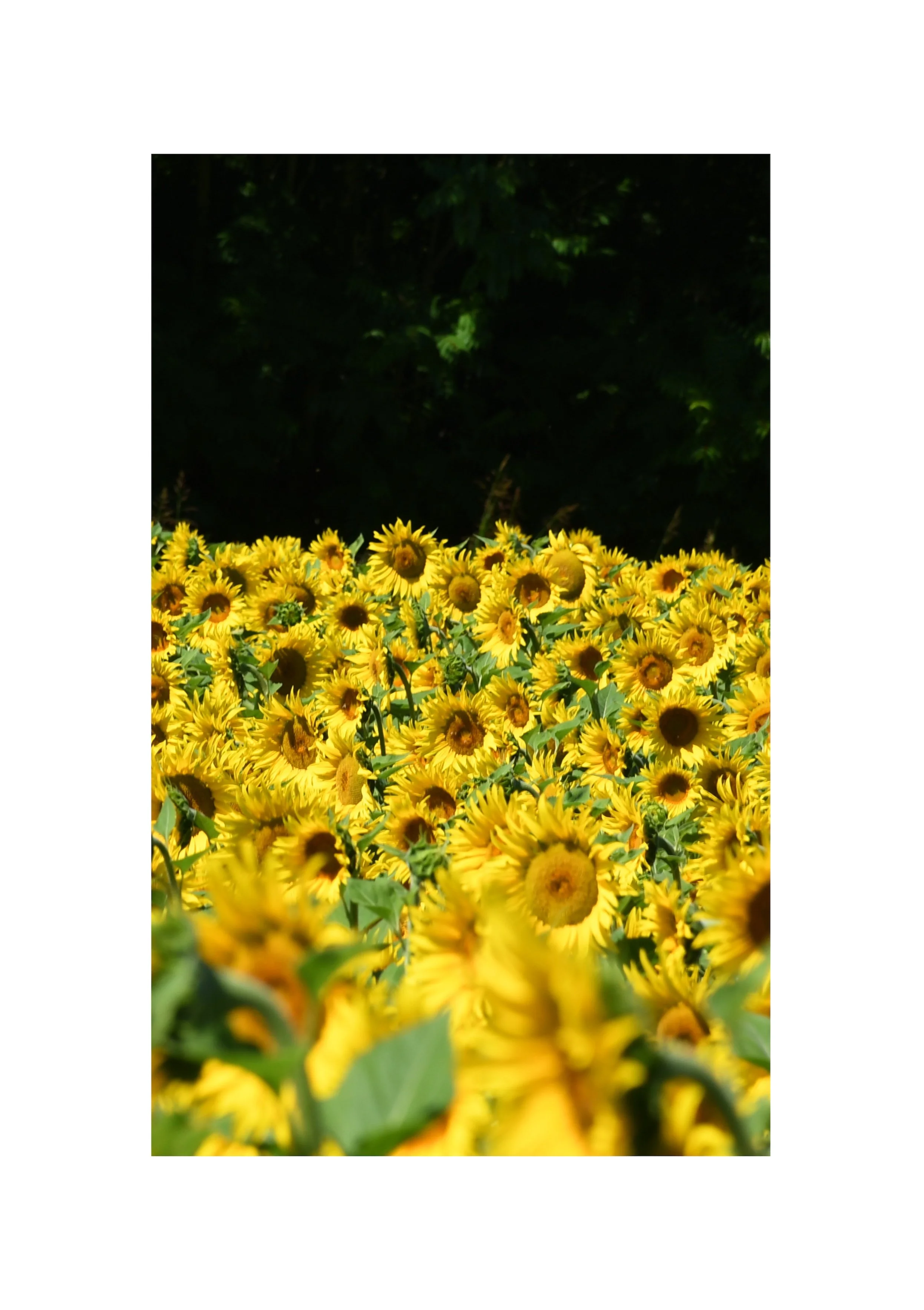 Turning heads: fields of summer yellow