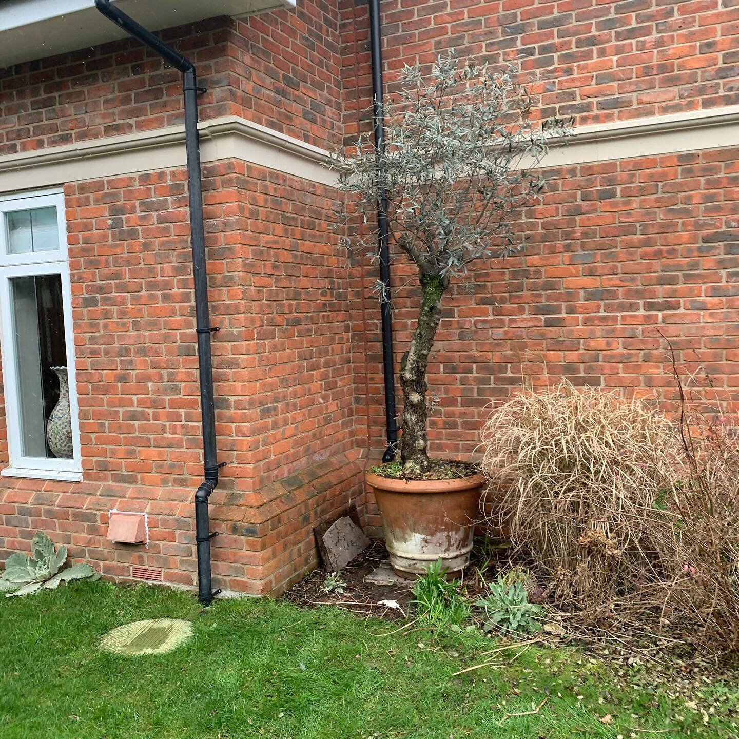 Thanks to Bobby and Sanso working on a Sunday helping me move these olive trees from central London to Walton on Thames  carried buy hand out of a basement garden unbelievable.