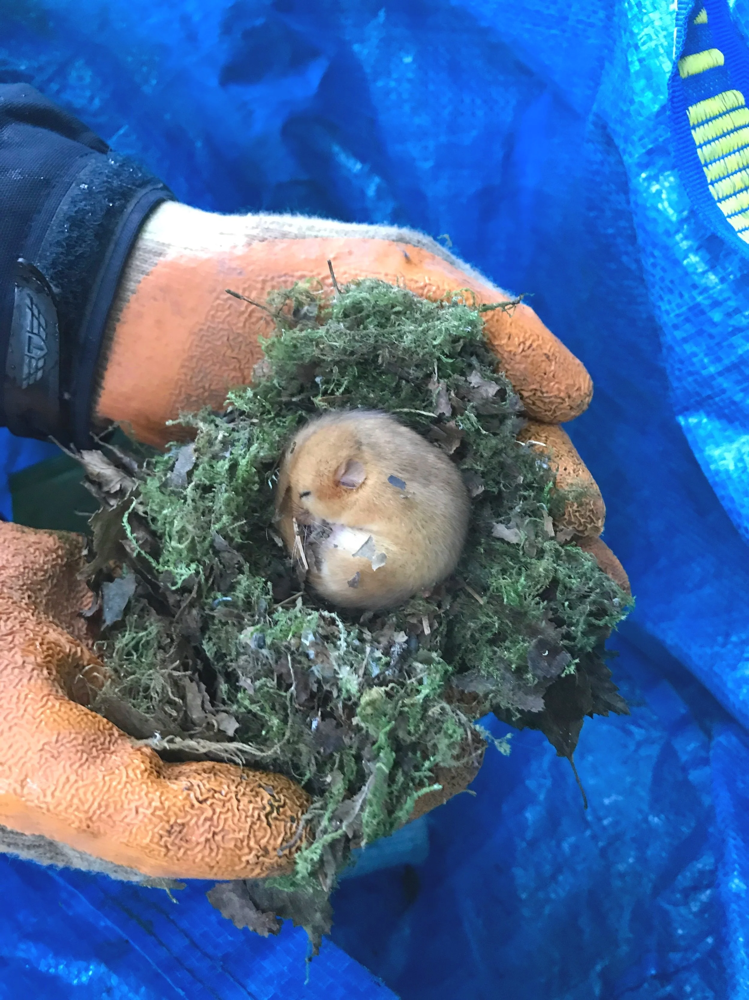A dormouse being held.