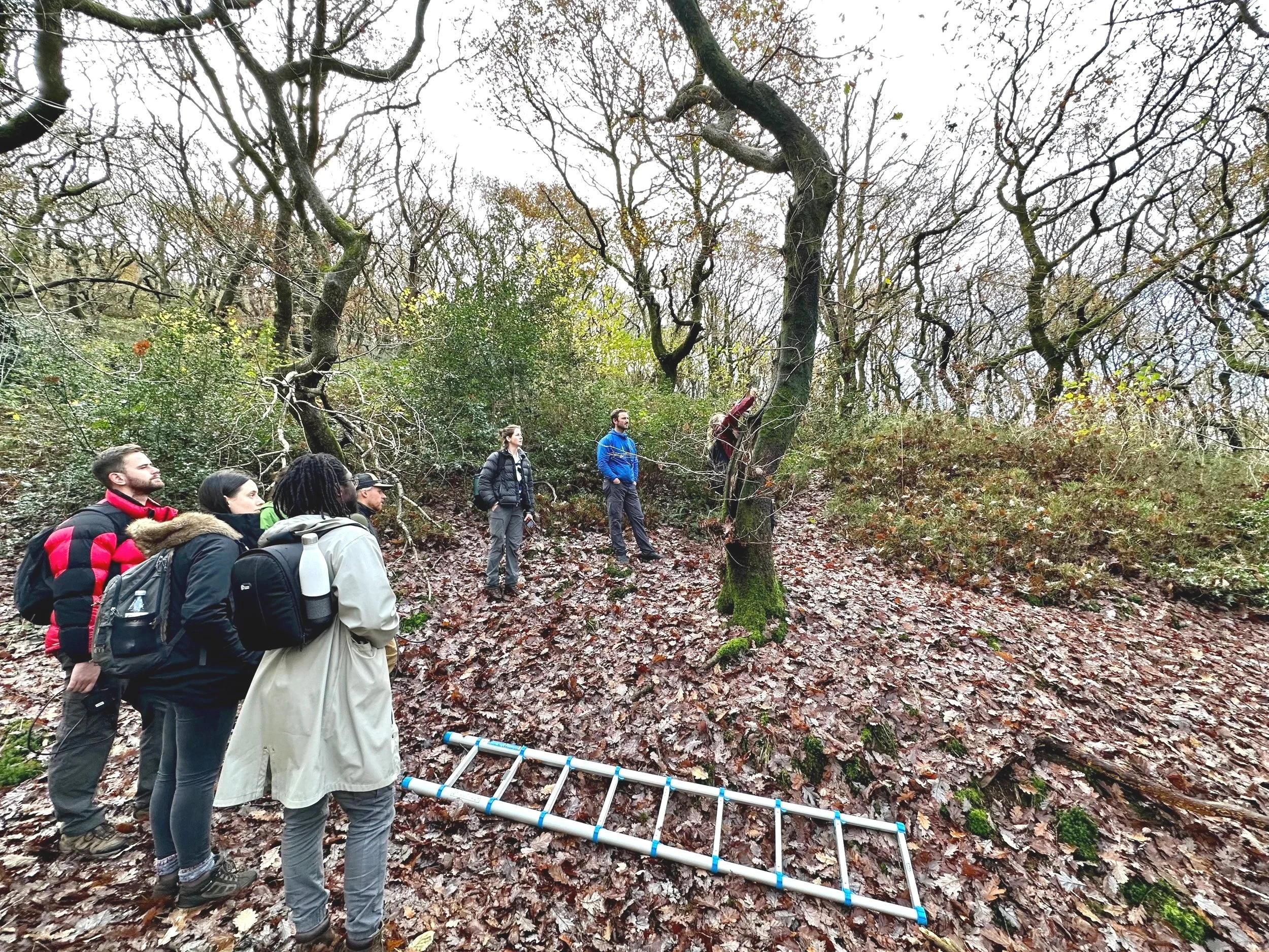 A group of ecologists inspecting a tree.