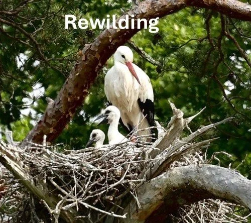 World Rewilding Day