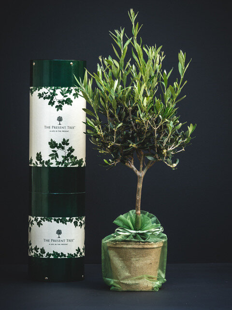 Olive Tree, £58