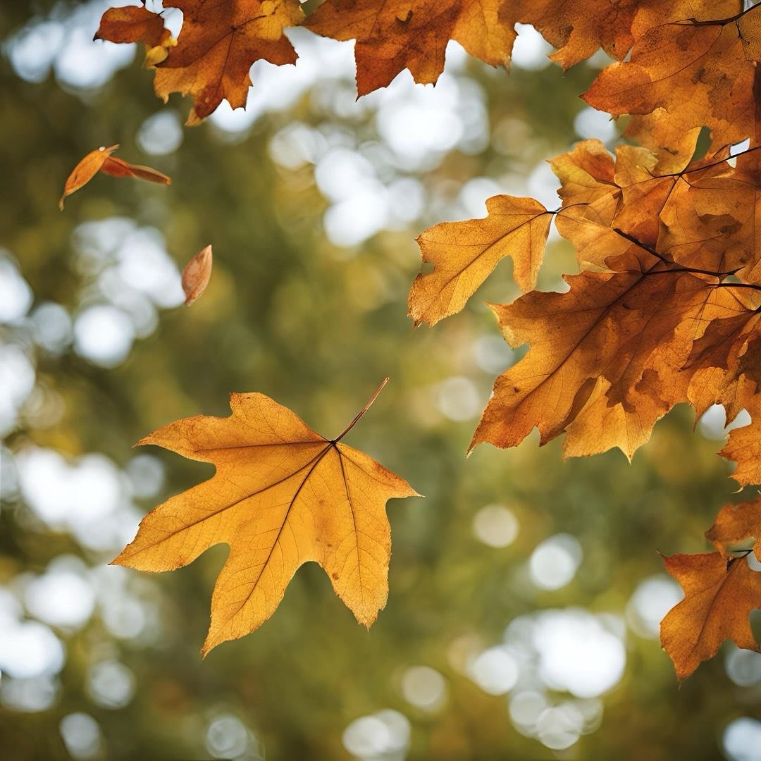 L&rsquo;automne nous invite &agrave; ralentir et &agrave; laisser derri&egrave;re nous ce qui doit &ecirc;tre, telle une feuille qui se d&eacute;croche de l&rsquo;arbre de mani&egrave;re organique et qui se d&eacute;pose d&eacute;licatement sur la te