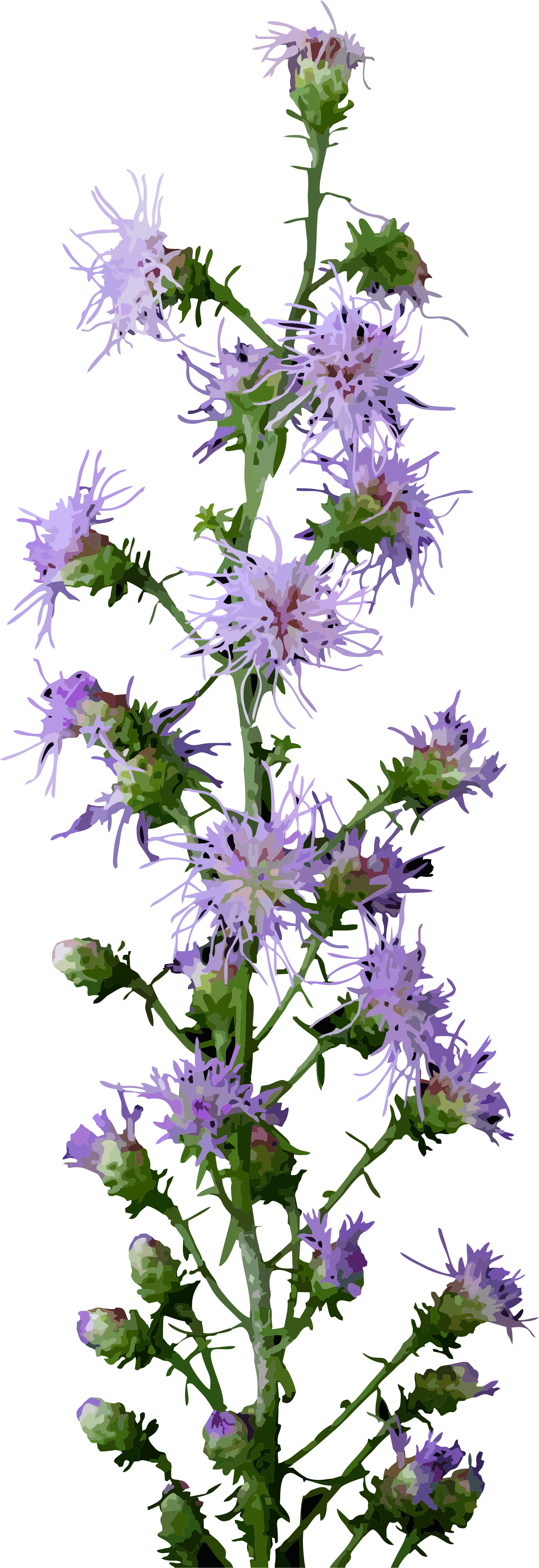 Liatris.gif