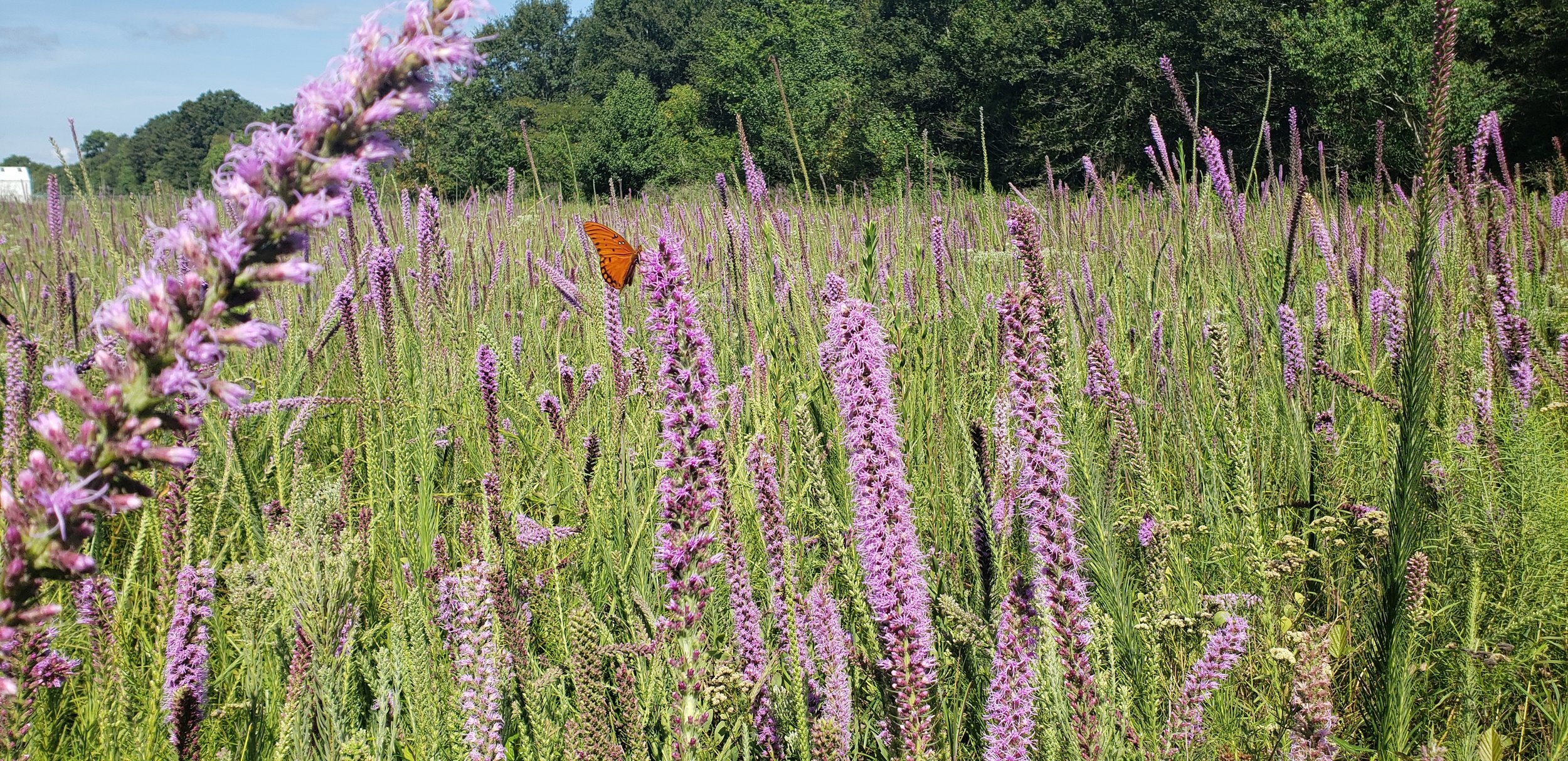 Sowing Perennial Wildflower Seeds For Success