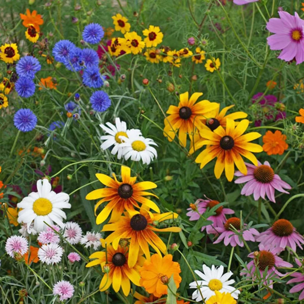 Select Meadow Seed Mix/ Nurse Crop Seed Mix  Louisiana Native Seed