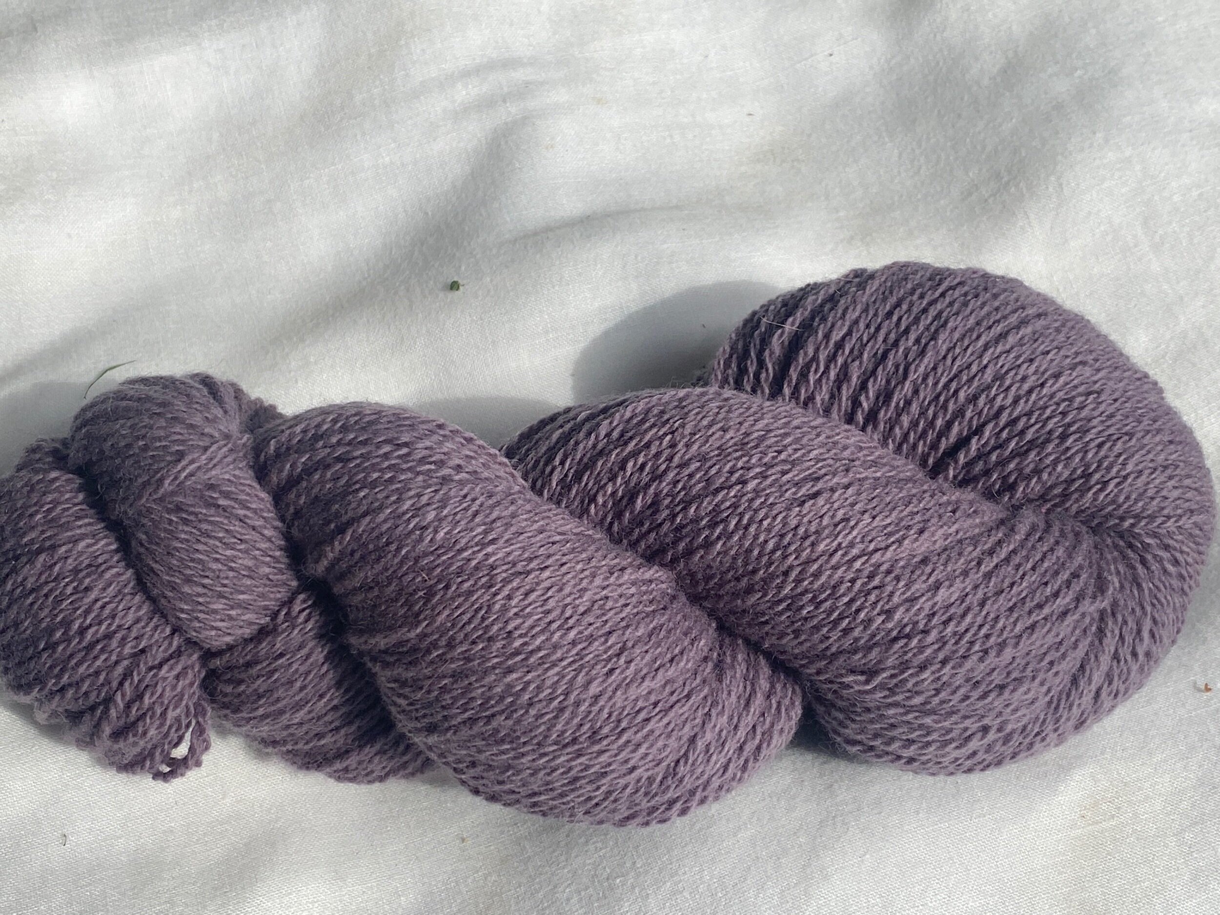 Logwood - Violet #2