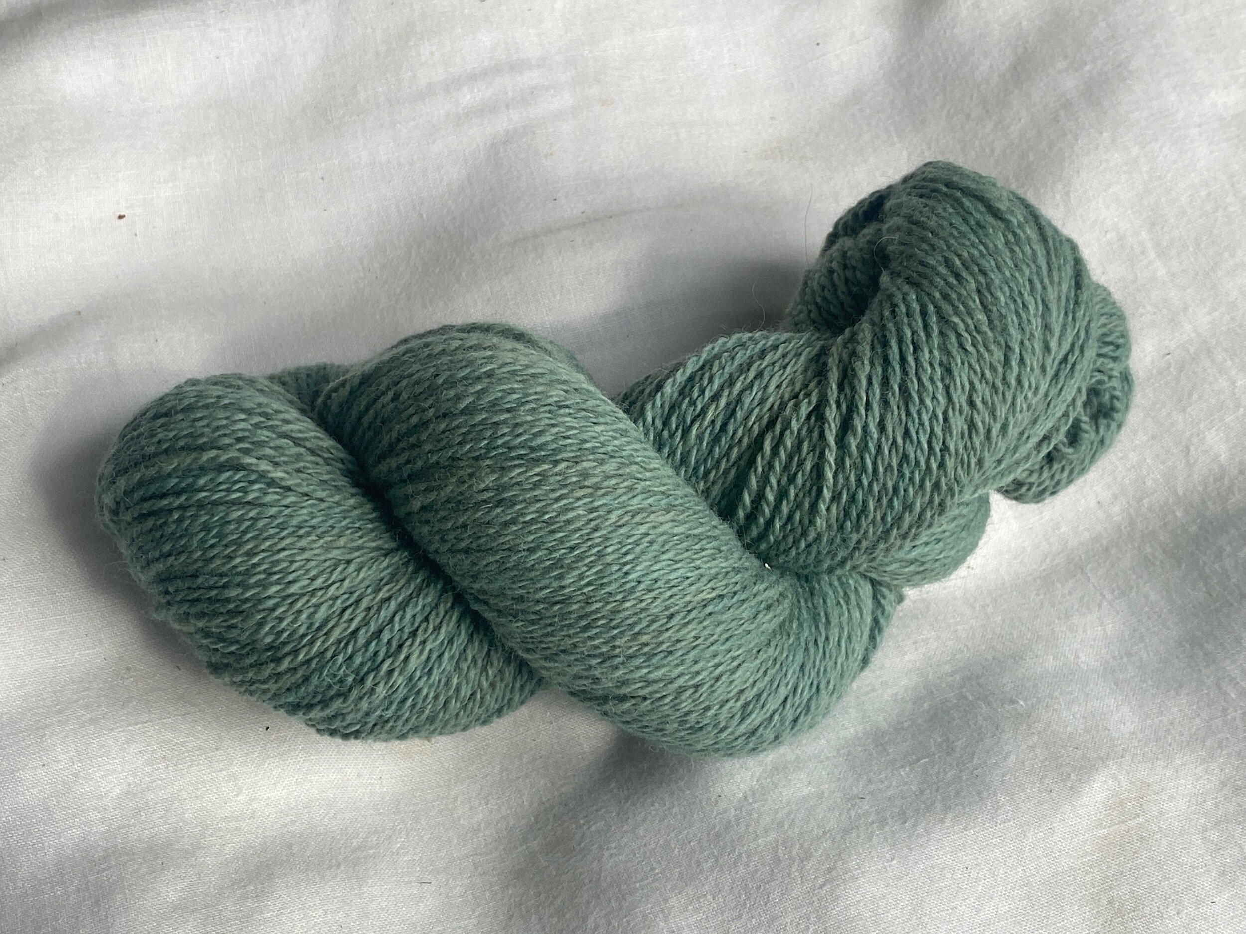 Saxon Blue Goldenrod - Aqua