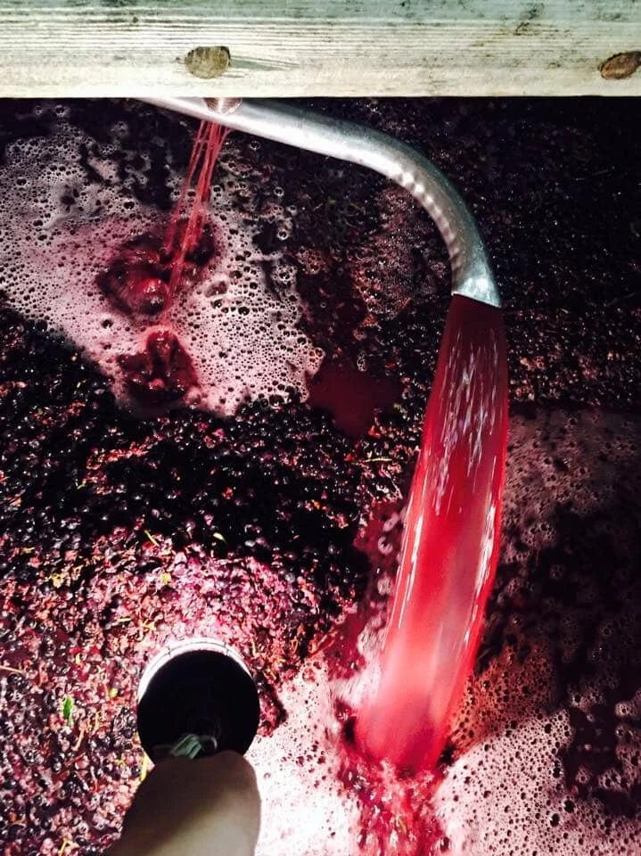 Domaine Clos du Caillou wine making | French wine delivered to you
