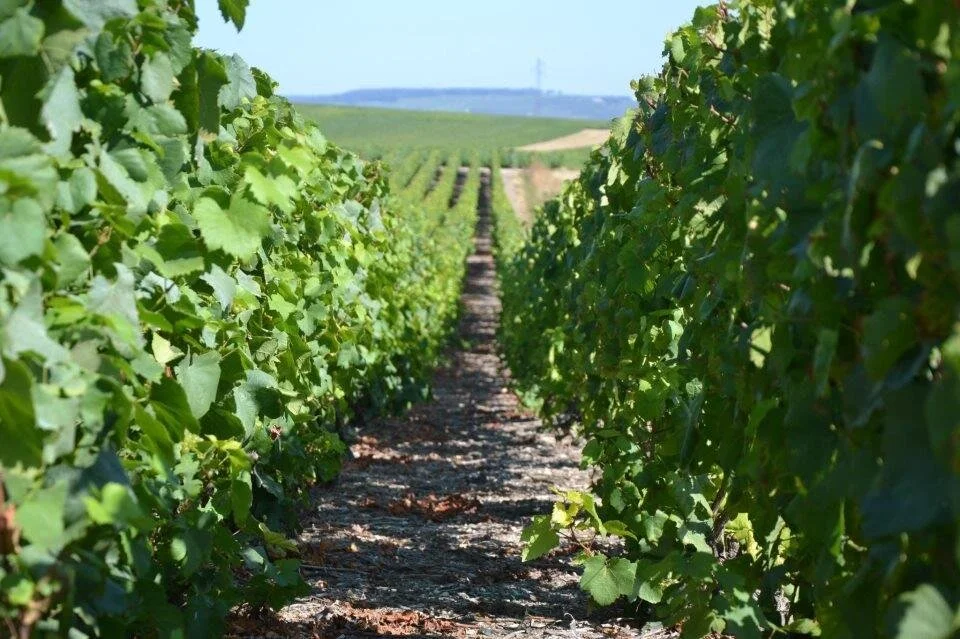 Domaine Gimonnet Gonet vineyard | biodynamic French organic wine delivered to you