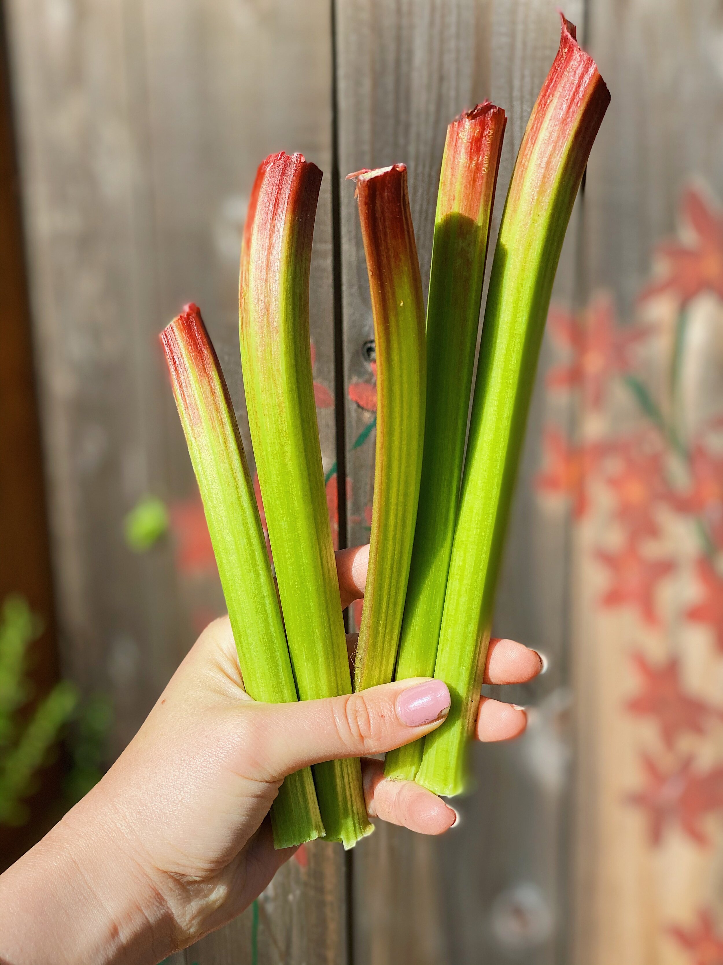 green and red rhubarb