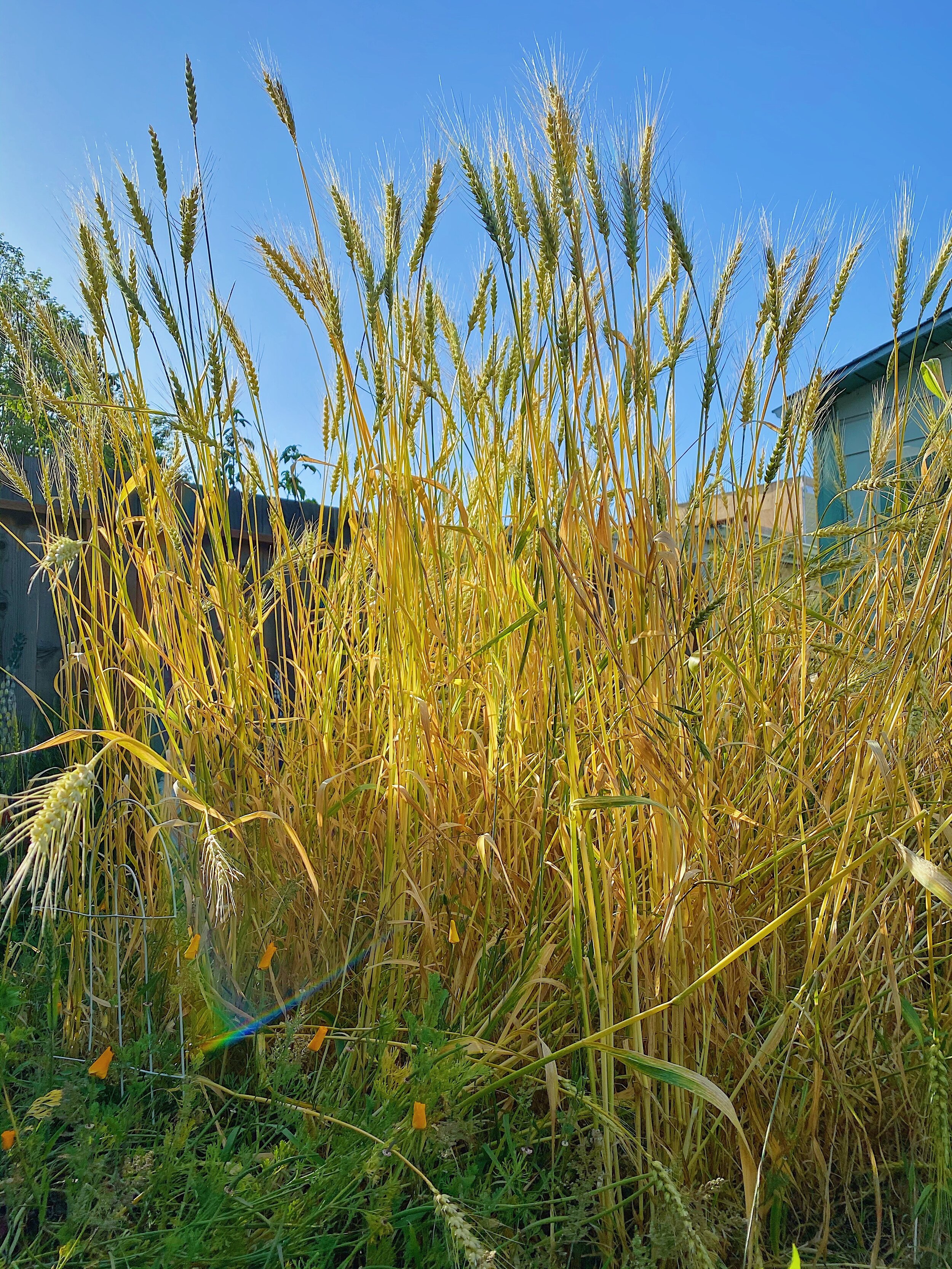 Golden wheat at golden hour