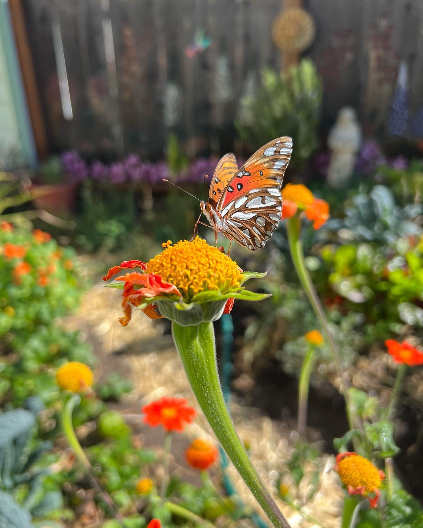 The butterflies have returned to the garden 🦋 This one perched on this Mexican sunflower to drink its sweet nectar. #urbangarden #sf #butterfly #nectar #garden