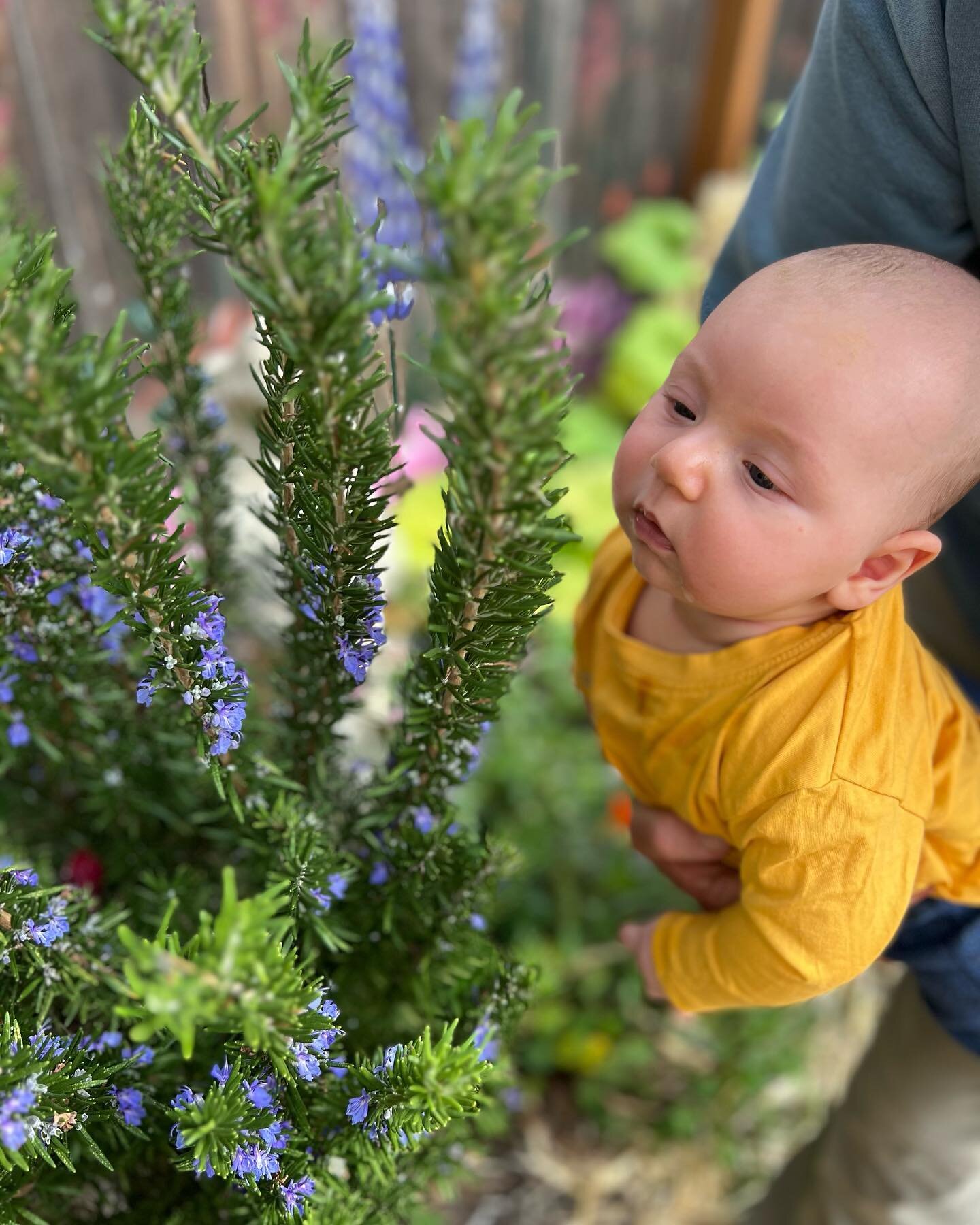 Levi&rsquo;s first smell of rosemary. 💕

One of two edible plants that survived in our garden during the construction. 

#rosemary #garden #herbs