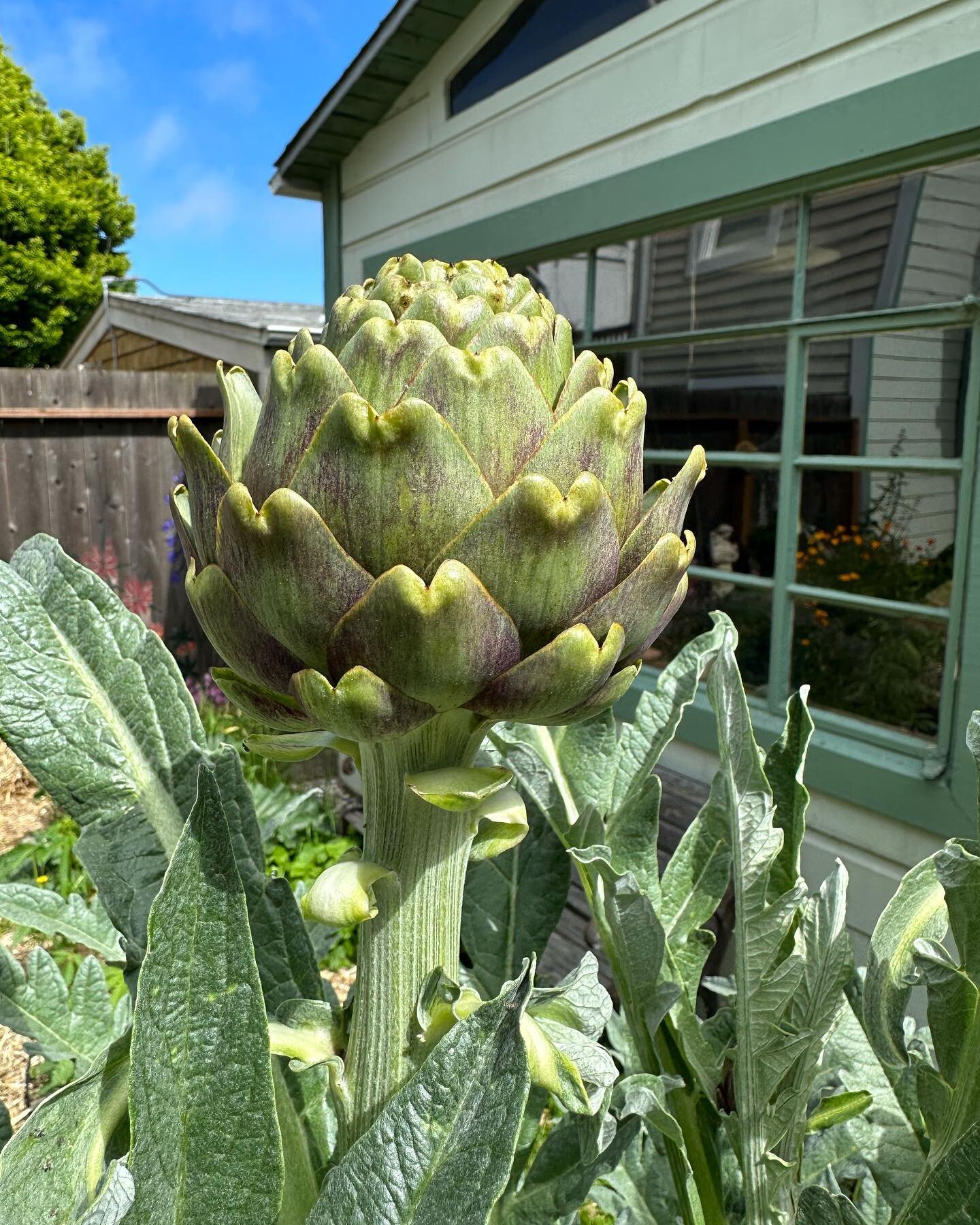 It&rsquo;s artichoke season in our garden! This is a perennial plant that we&rsquo;ve had for years. It&rsquo;s been knocked over by storms, survived the construction project, and yet, it persists! I love steaming them and pairing it with a spicy yog