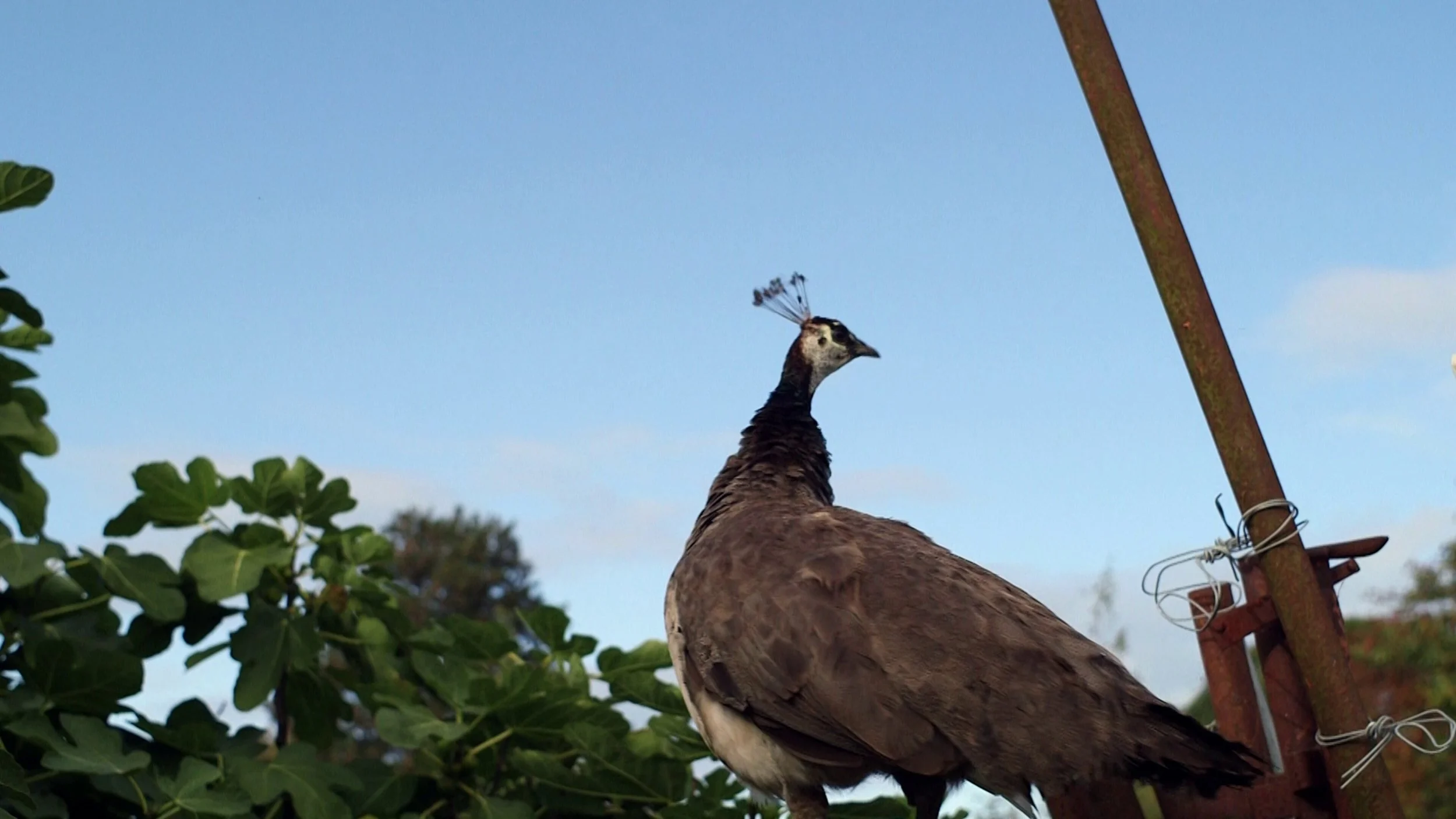 Whiskey Mick - by director Áindréas Fallon Verbruggen (27).jpg