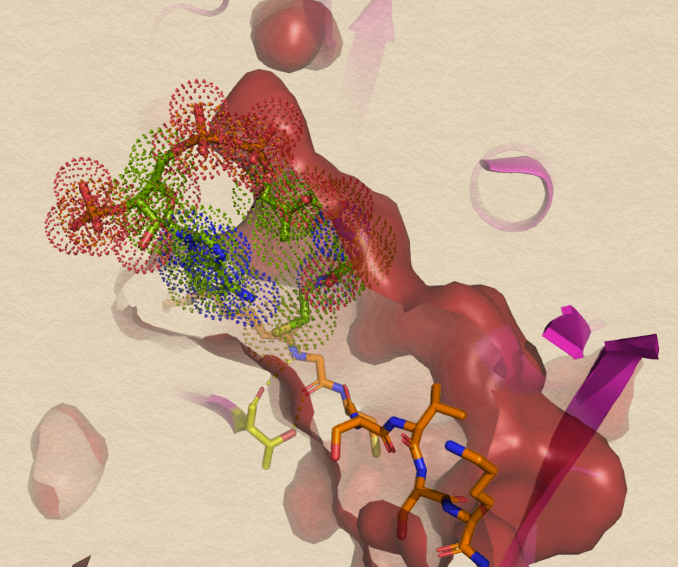 protein binding a ligand