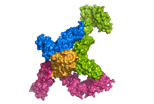 heterotetrameric model of receptor with ligand
