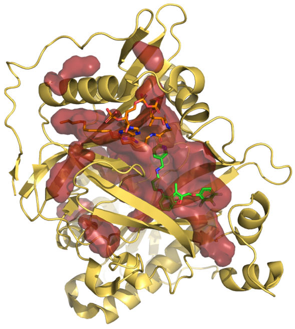 designed and tested active compound