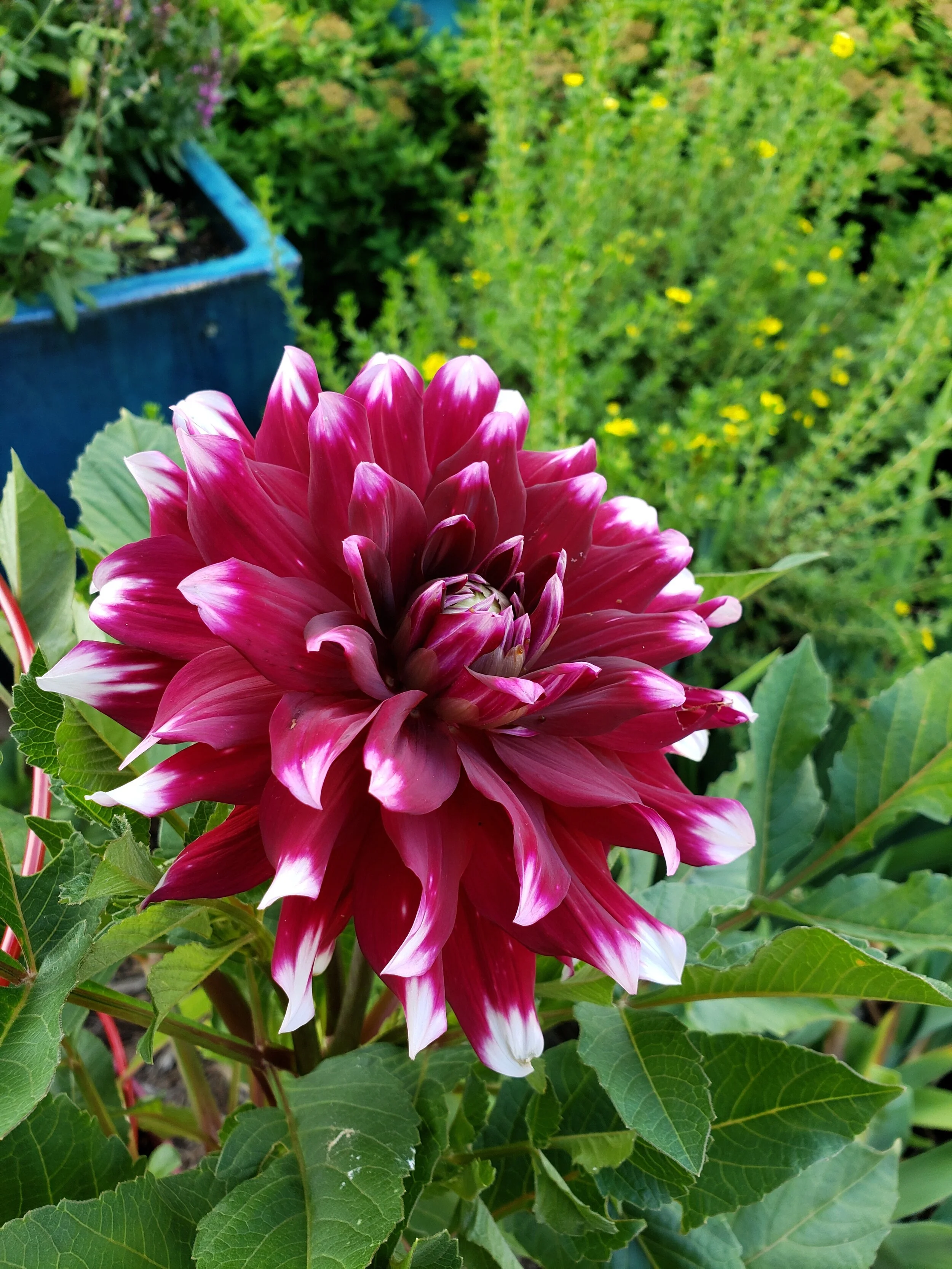 STOP! And smell the flowers