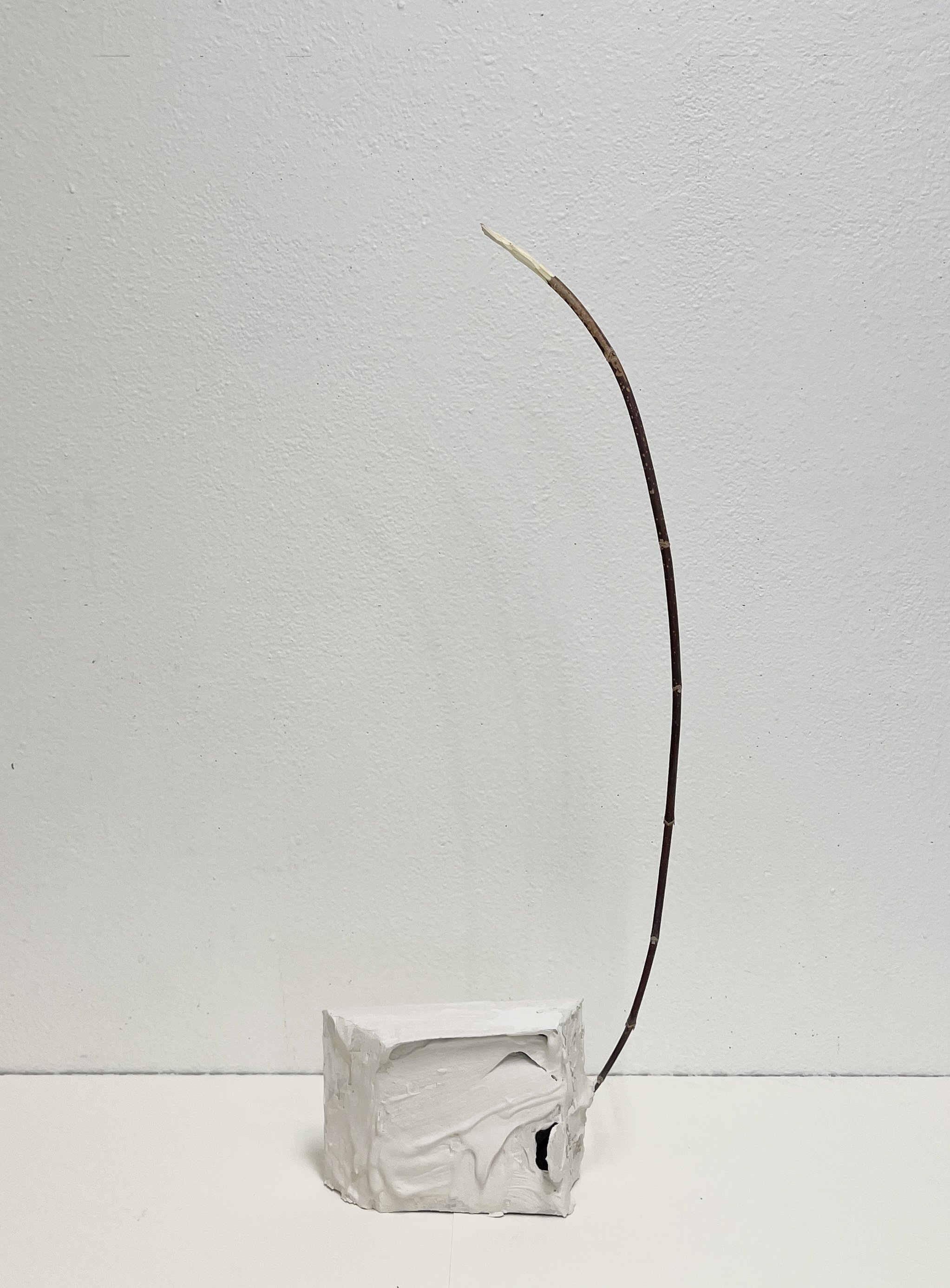 WA No. 8 (Temporary Sculpture), 2026, paper, plaster, tape, birch branch, variable dimensions. 