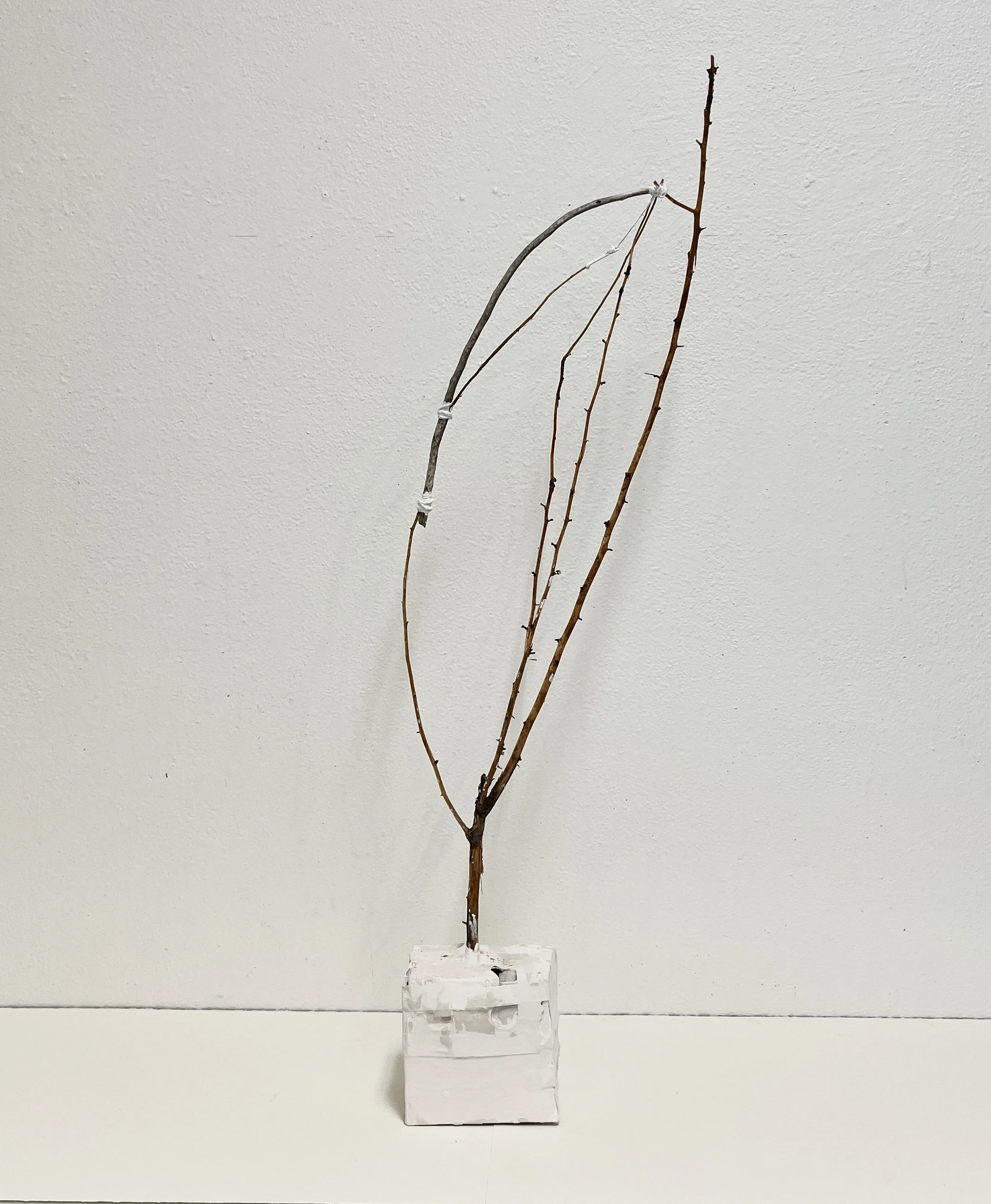 WA No. 7 (Temporary Sculpture), 2026, paper, plaster, birch branches, string, tape, variable dimensions.