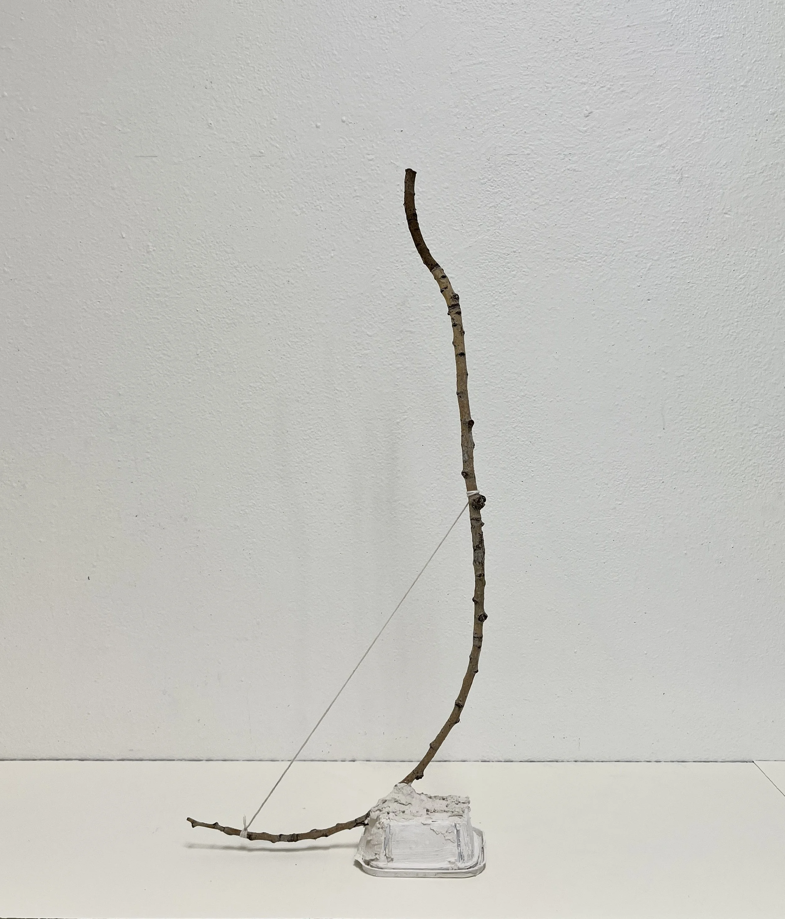 WA No. 5 (Temporary Sculpture), 2026, birch branch, string, plaster, plastic food container, variable dimensions. 