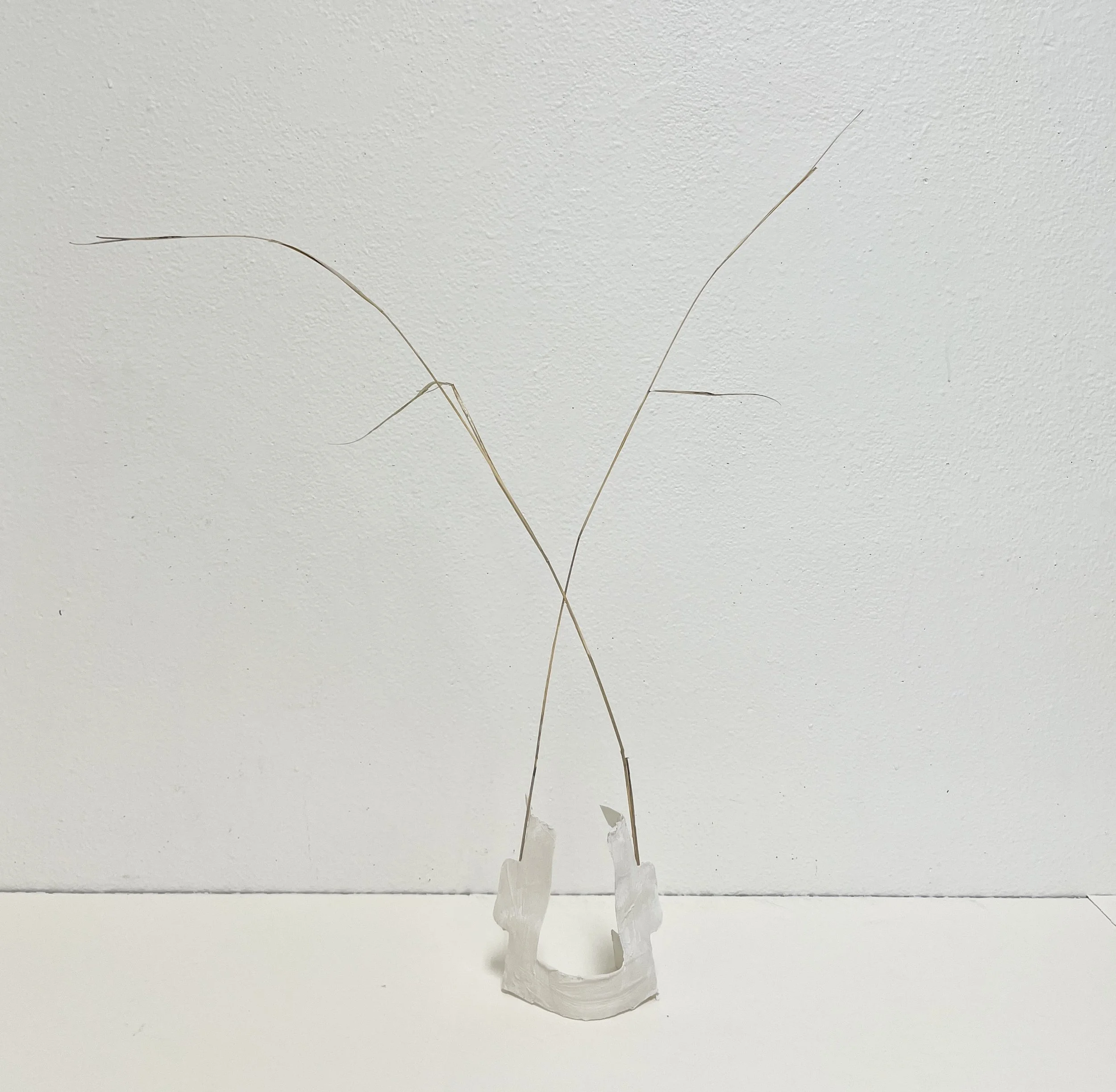 WA No. 4 (Temporary Sculpture), 2026, dried blue stem, paper, plaster, variable dimensions. 