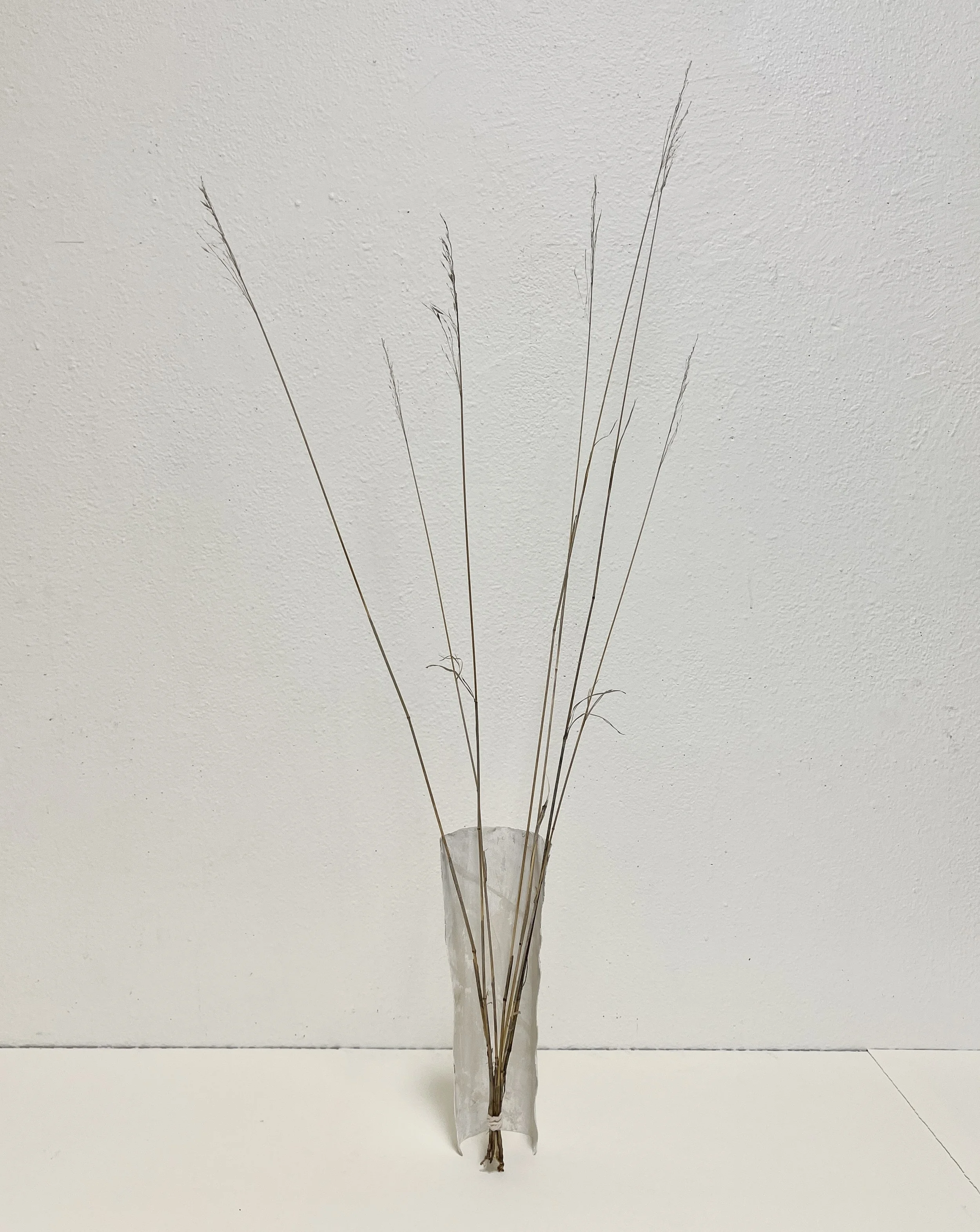 WA No. 10 (Temporary Sculpture), 2026, paper, plaster, dried blue stem, string, variable dimensions. 
