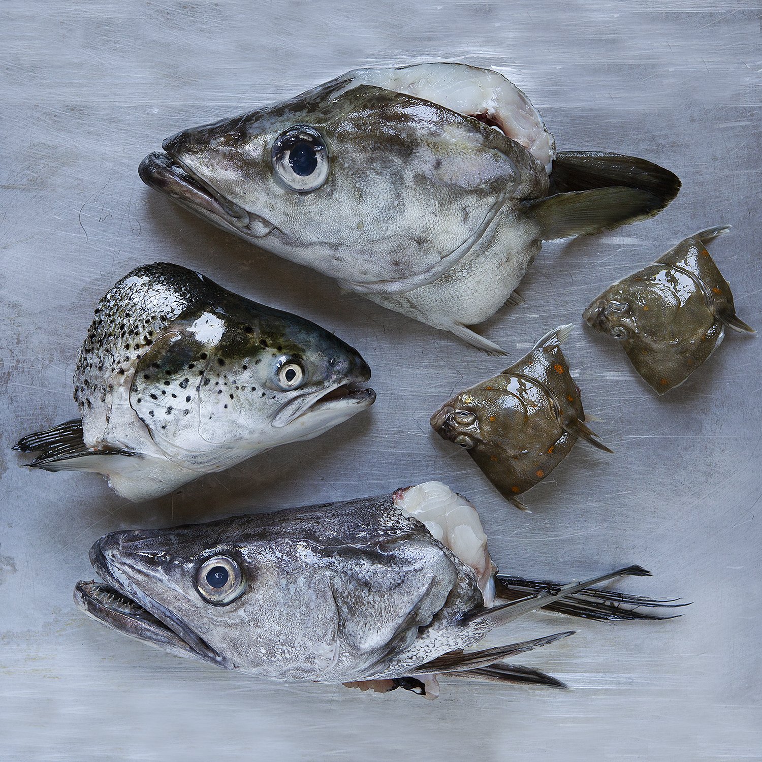 Fish Klub_(c)_Zoe_Spawton_IMG_6661_210609.jpg