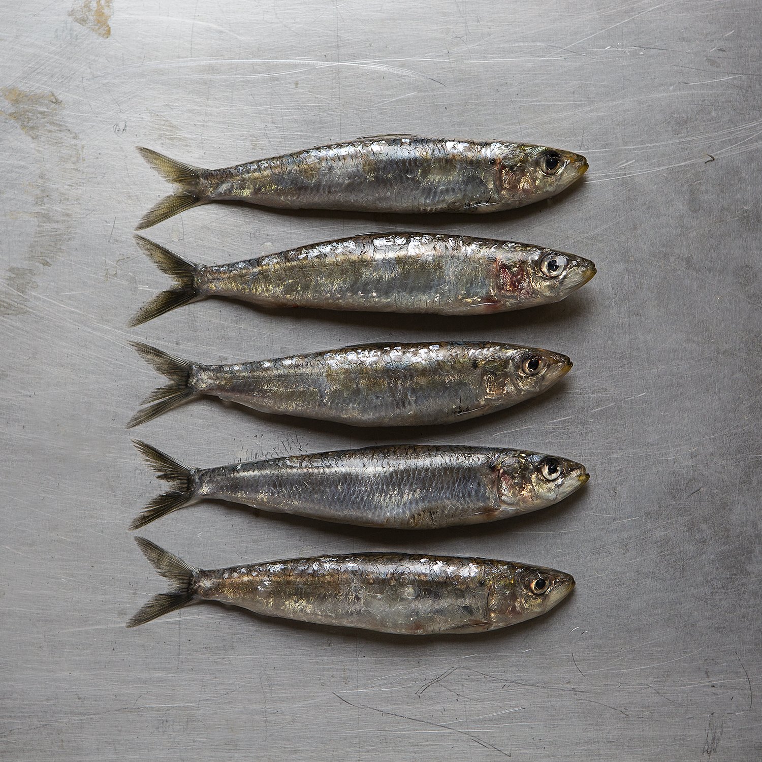 Fish Klub_(c)_Zoe_Spawton_IMG_3757.jpg