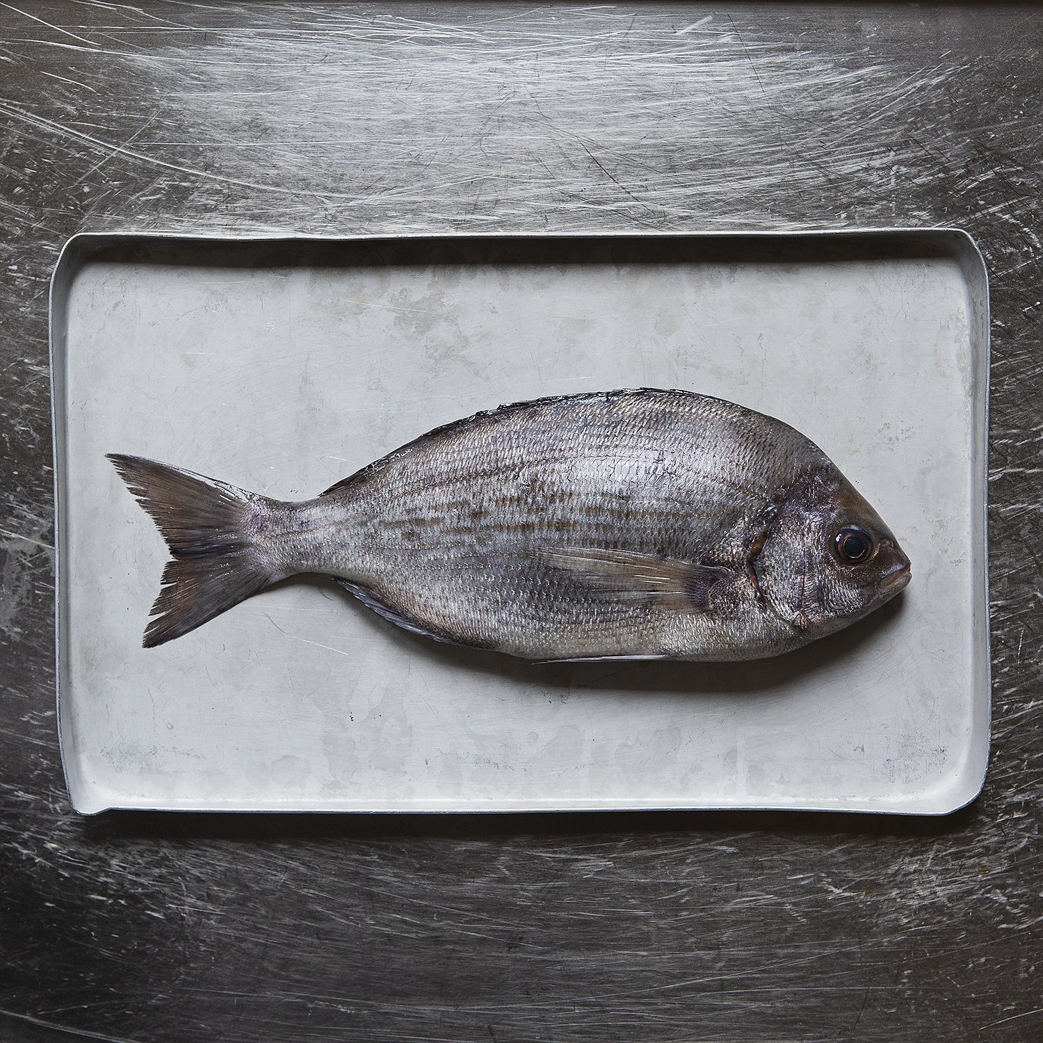 Fish Klub_(c)_Zoe_Spawton_IMG_3748.jpg