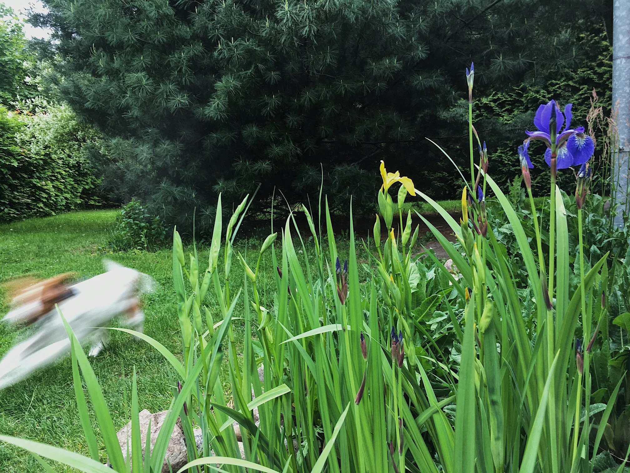 Panstwomiasto ogrod deszczowy.jpg