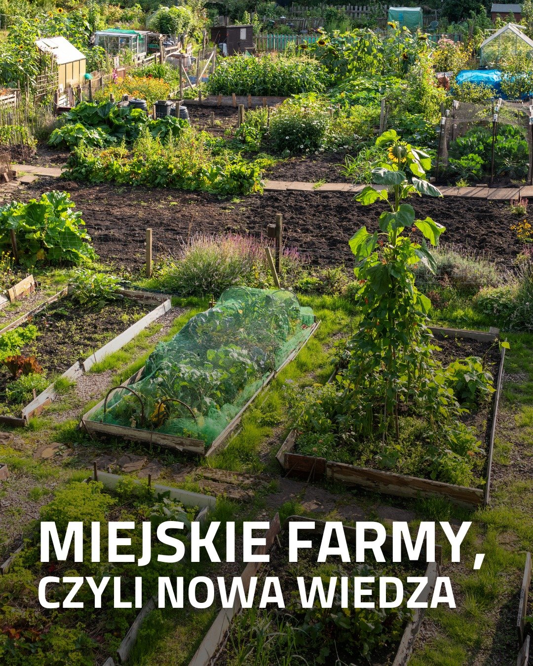 Miejskie farmy są typowym elementem krajobrazu ośrodk&oacute;w zurbanizowanych. Występują na całym świecie, m.in. w Berlinie, Amsterdamie, Paryżu, Londynie, Nowym Jorku, Los Angeles czy Tokio. 🏙️

Miejskie farmy zawsze prezentują wyższy poziom dbało