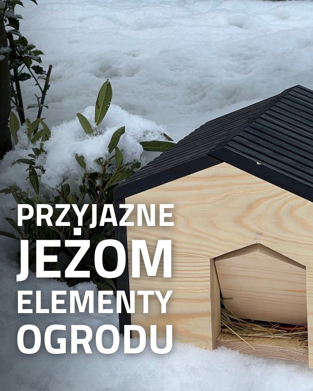 Miejskie ogrody i parki mogą być dobrym i bezpiecznym miejscem do życia dla jeży, badania pokazują, że miejskie jeże radzą sobie lepiej niż ich mieszkający poza miastem kuzyni. W naszym ogrodzie staramy się podejmować szereg działań sprawiających by 