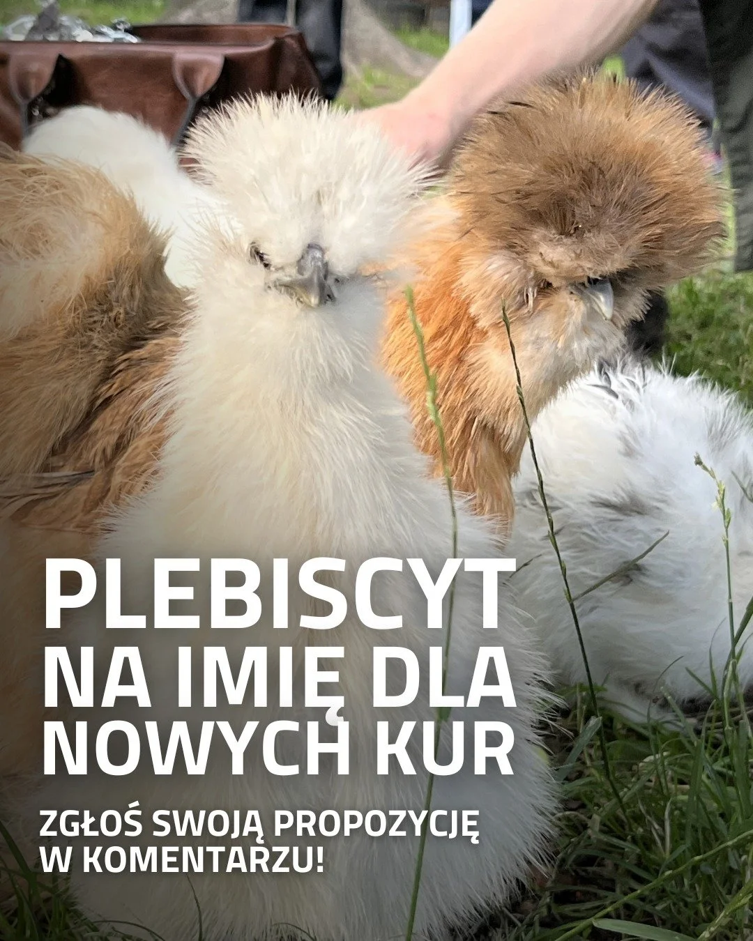 Tak to w życiu bywa, że czasami na świat przychodzą nowe kury. Jakiś czas temu wykluły się trzy słodziaki, kt&oacute;re potrzebują imion! Chcemy, aby społeczność Wolnego Jazdowa zaangażowała się i pomogła nam w wymyślaniu. 🐥

Zwyciężą najpopularniej