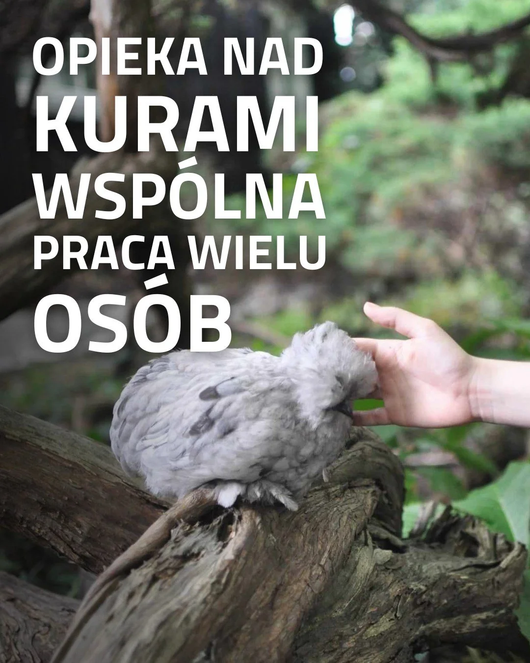Opieka nad kurami to wsp&oacute;lna praca wielu os&oacute;b 🐔🌿

Możesz do nas dołączyć, przychodząc na spotkanie w każdą środę po godzinie 18:00. To czas, kiedy razem porządkujemy ich przestrzeń, doglądamy je i spędzamy chwilę wśr&oacute;d naszych 