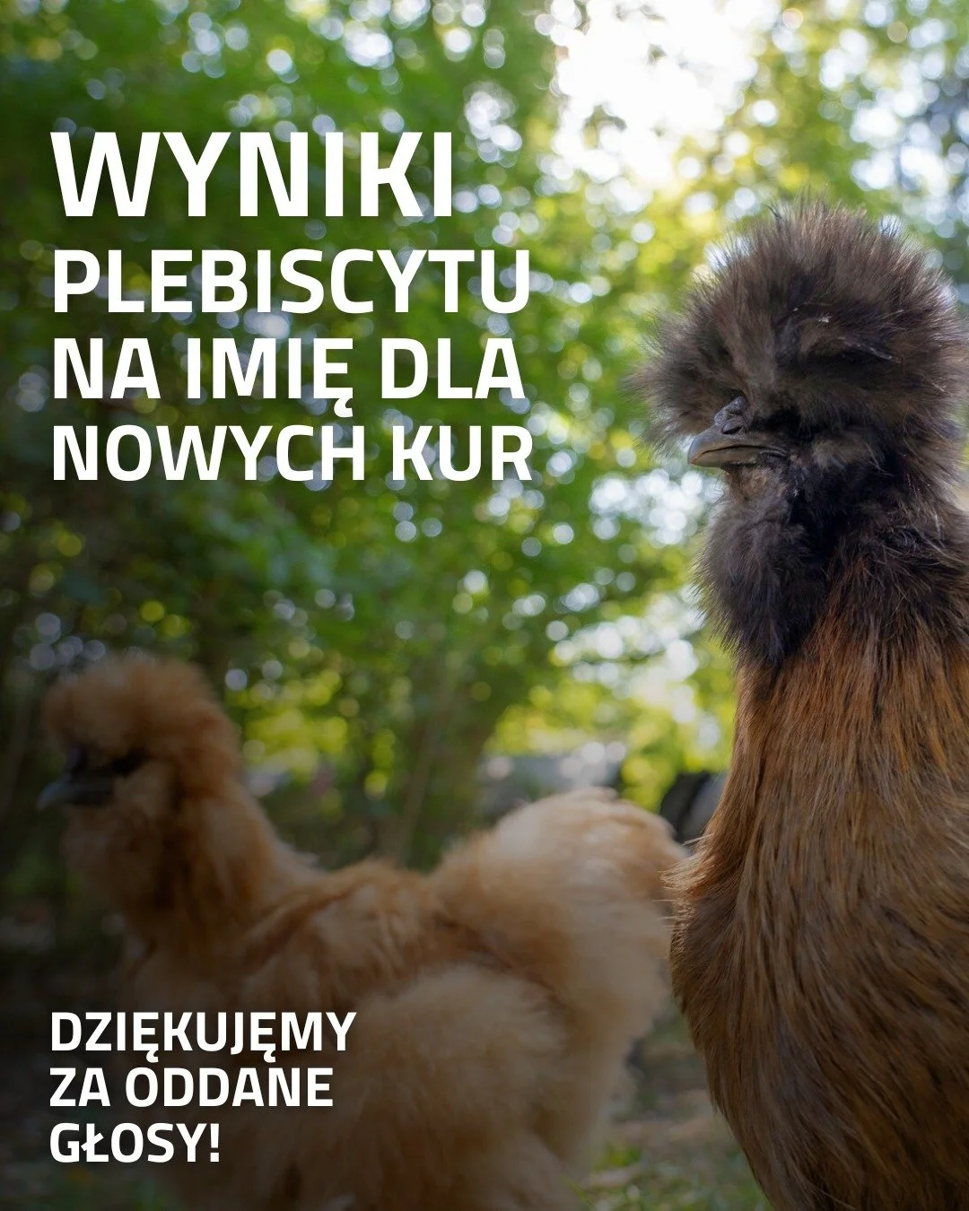 Dziękujemy wszystkim osobom, kt&oacute;re wzięły udział w naszym plebiscycie i pomogły wymyślić imiona dla trzech nowych mieszkanek kurnika na Jazdowie. Komentarzy było sporo, a kreatywność nie zawiodła! 🤓

Po podliczeniu najpopularniejszych propozy